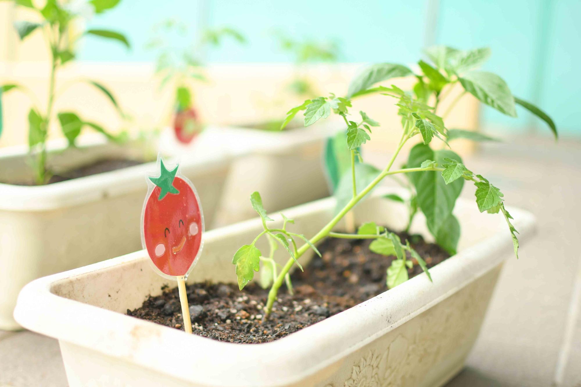 20230523竜王南児童館ミニトマトを植えよう