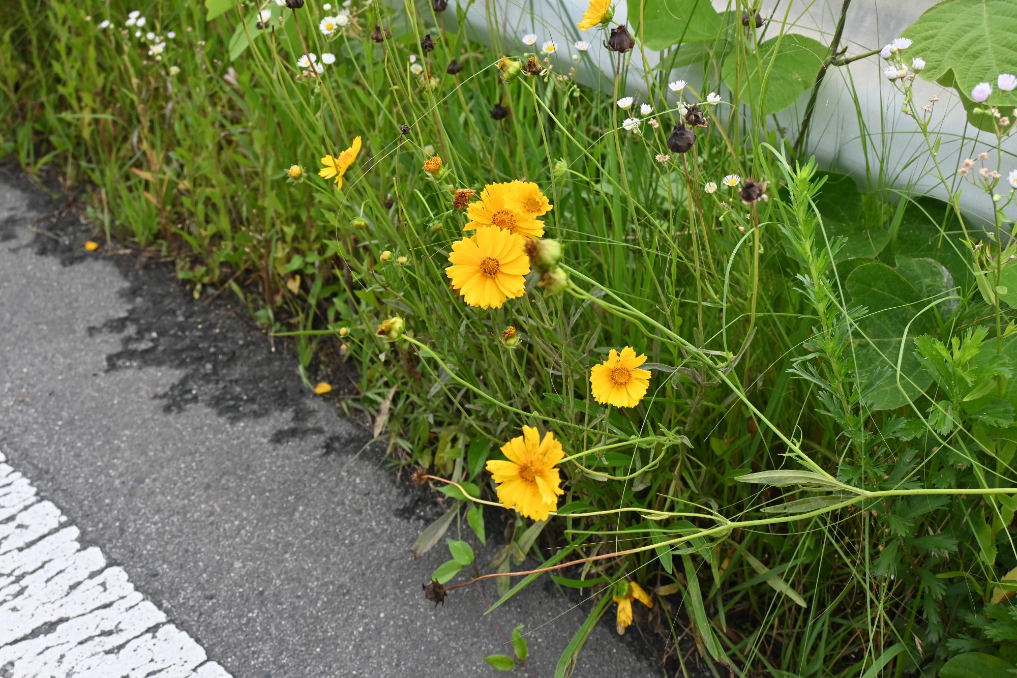 20230701富士川流域河川清掃