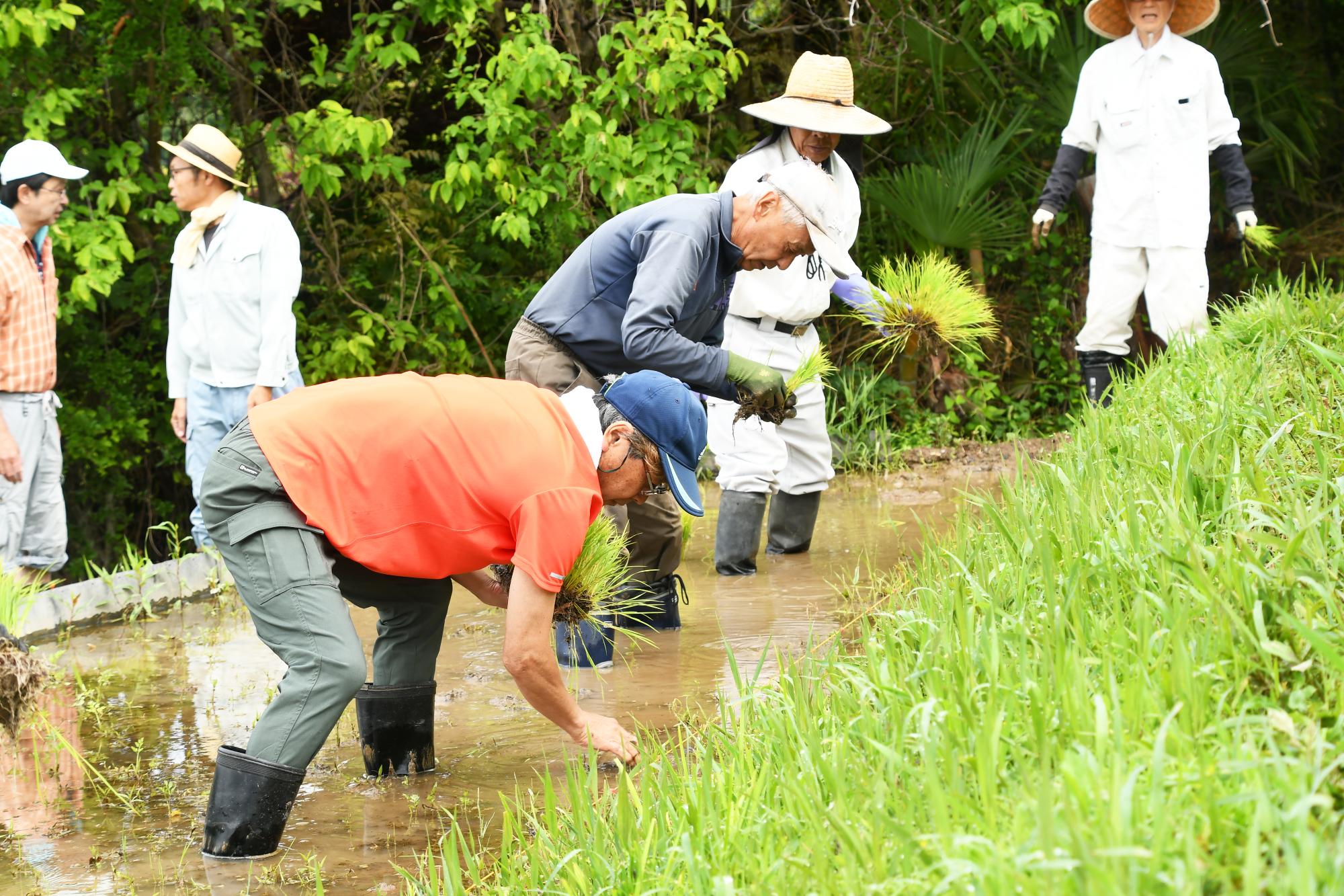 20240601御領棚田で田植え