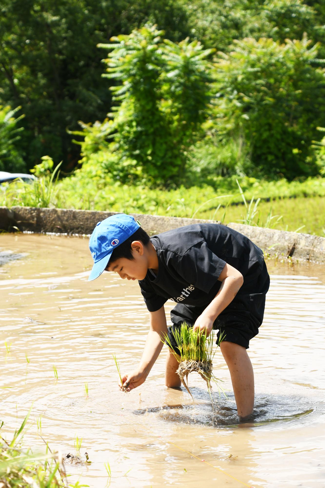20240601御領棚田で田植え