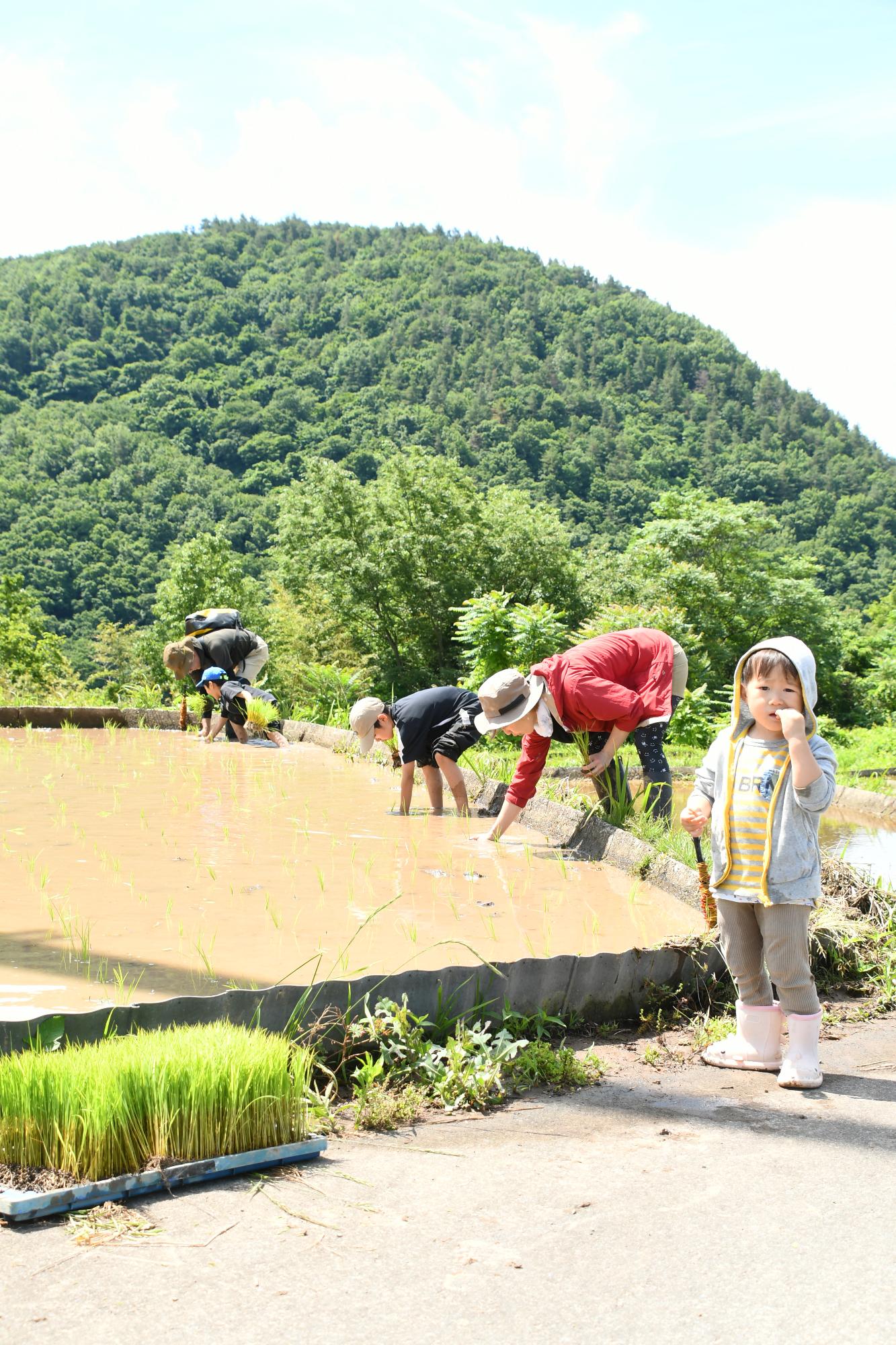 20240601御領棚田で田植え