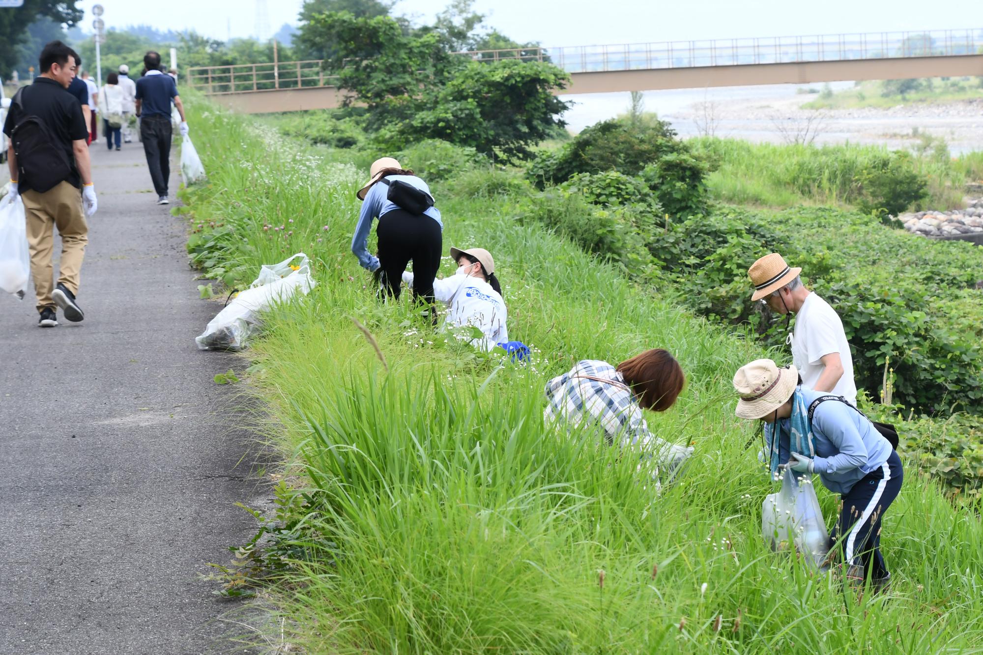 20240706河川清掃・オオキンケイギク除去