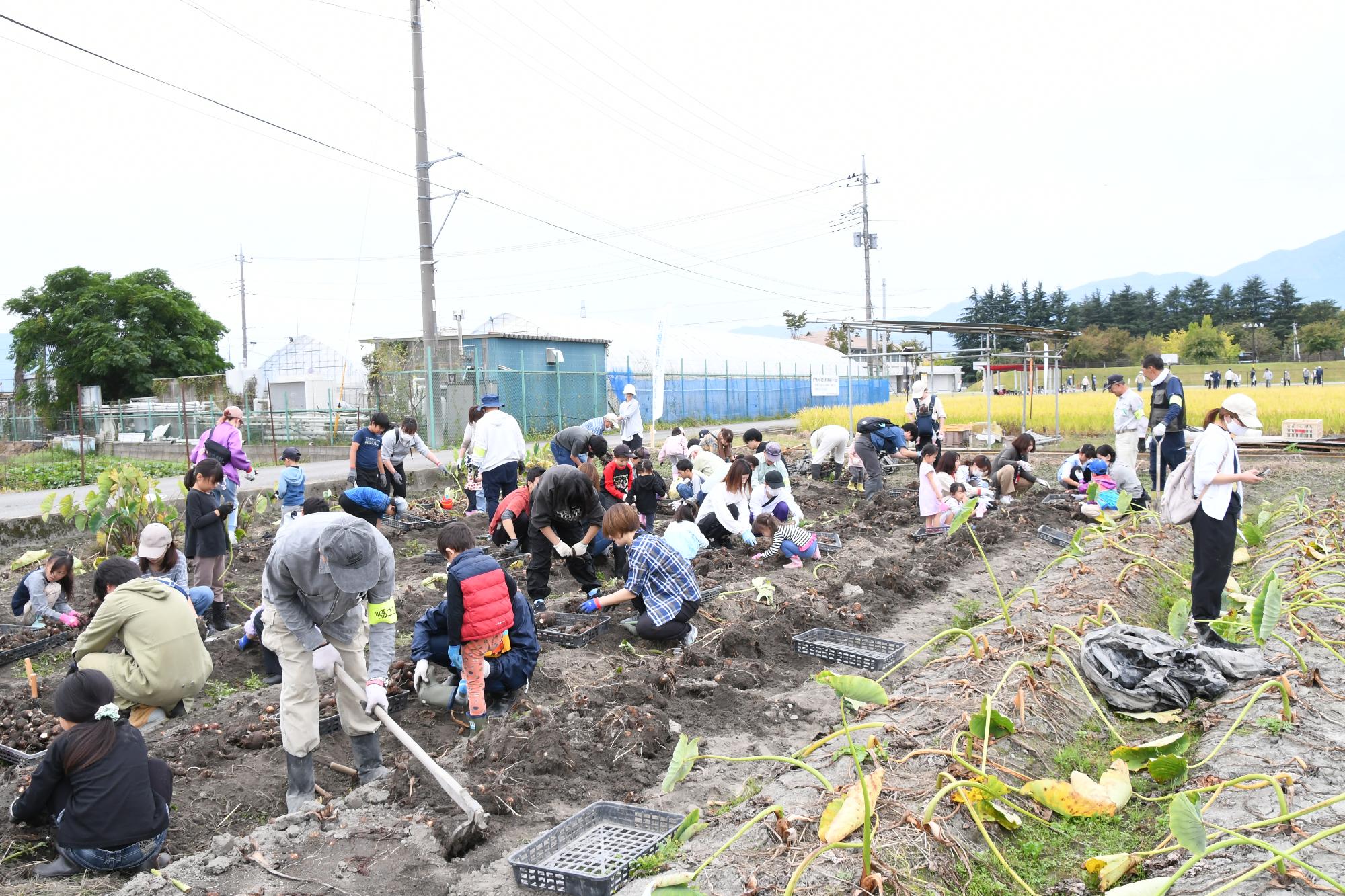 20241026親子やはたいも掘り
