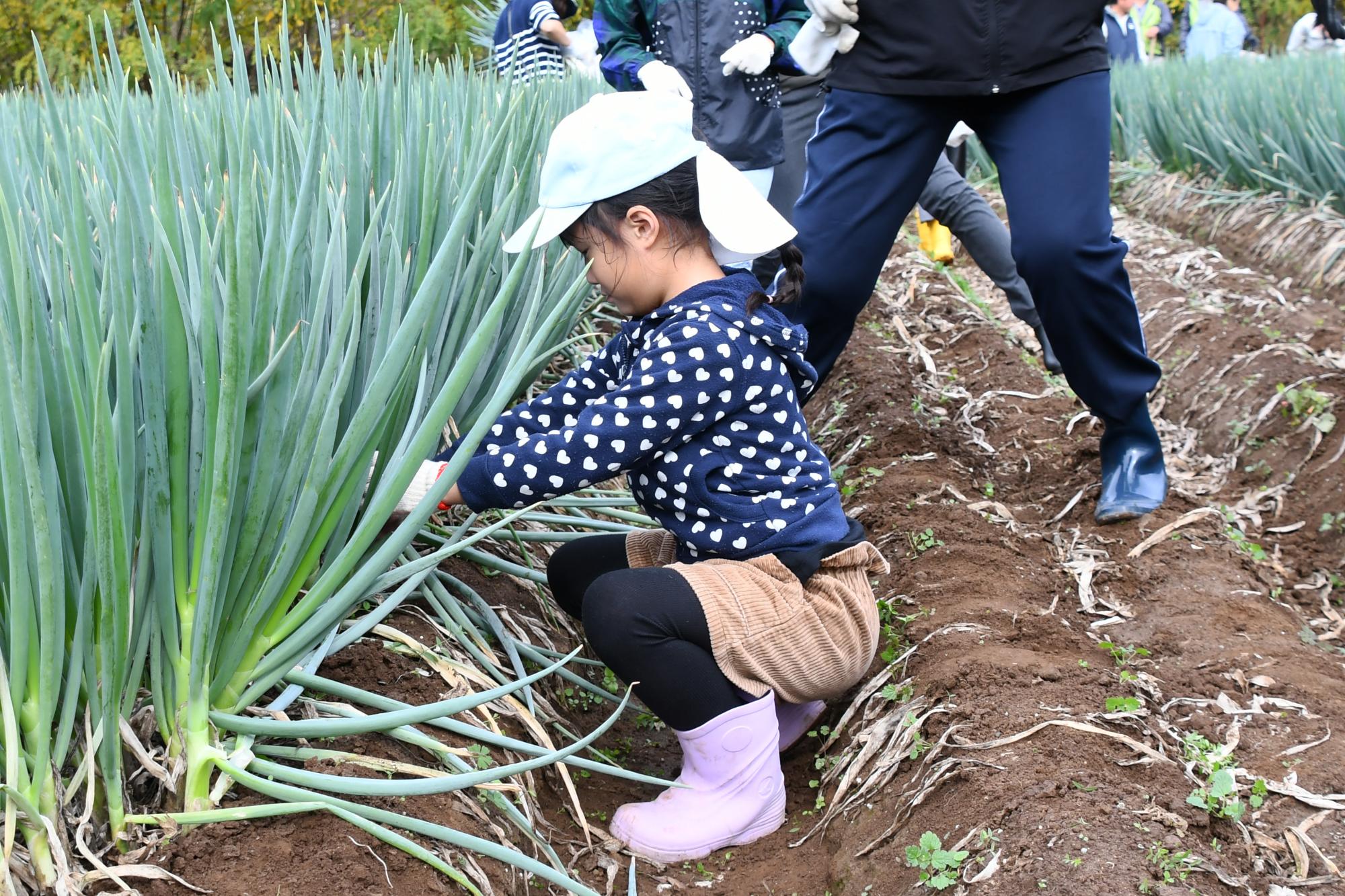 20241116親子ぎゅぎゅっとねぎ収穫