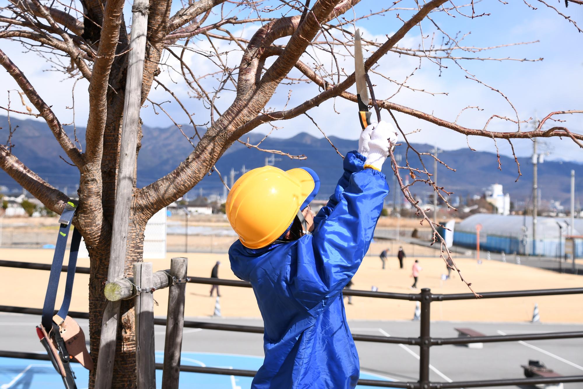 20250204農林高校の生徒がやはた公園の桜をせん定