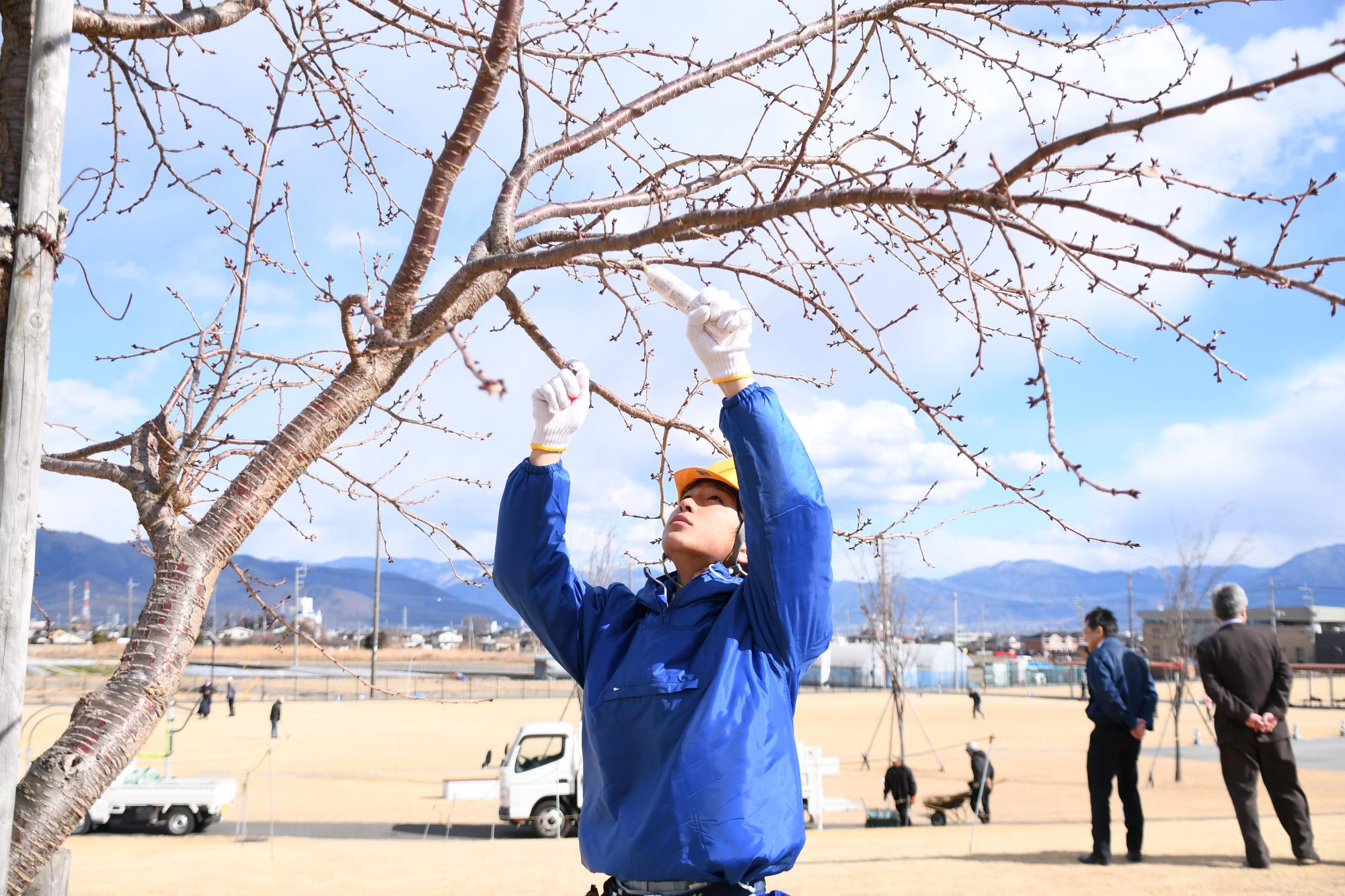 20250204農林高校の生徒がやはた公園の桜をせん定