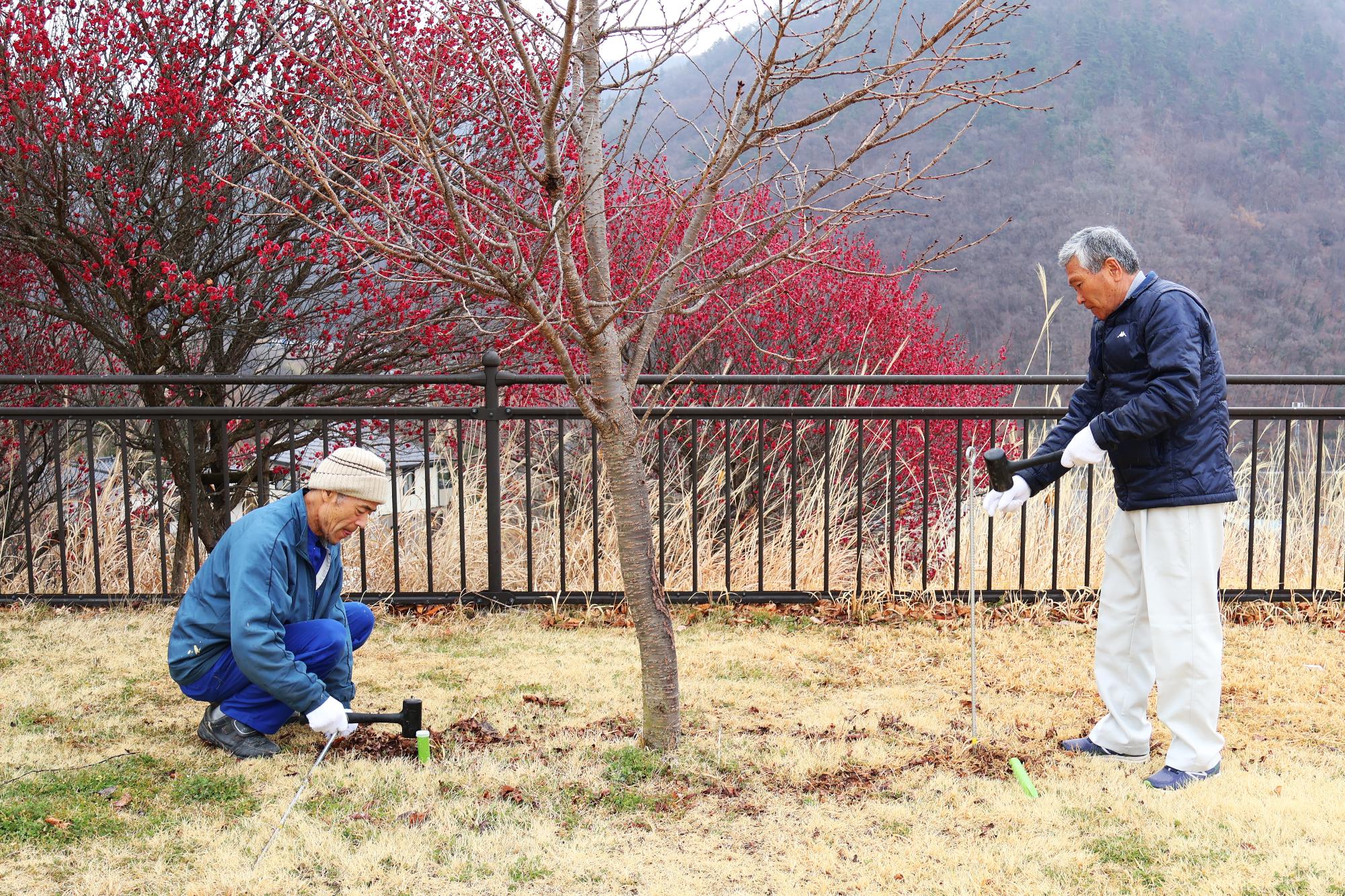 20250311桜の花を守る会