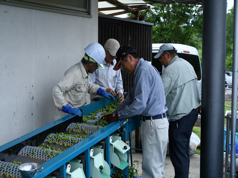 もぎたて甲州小梅の選別作業中