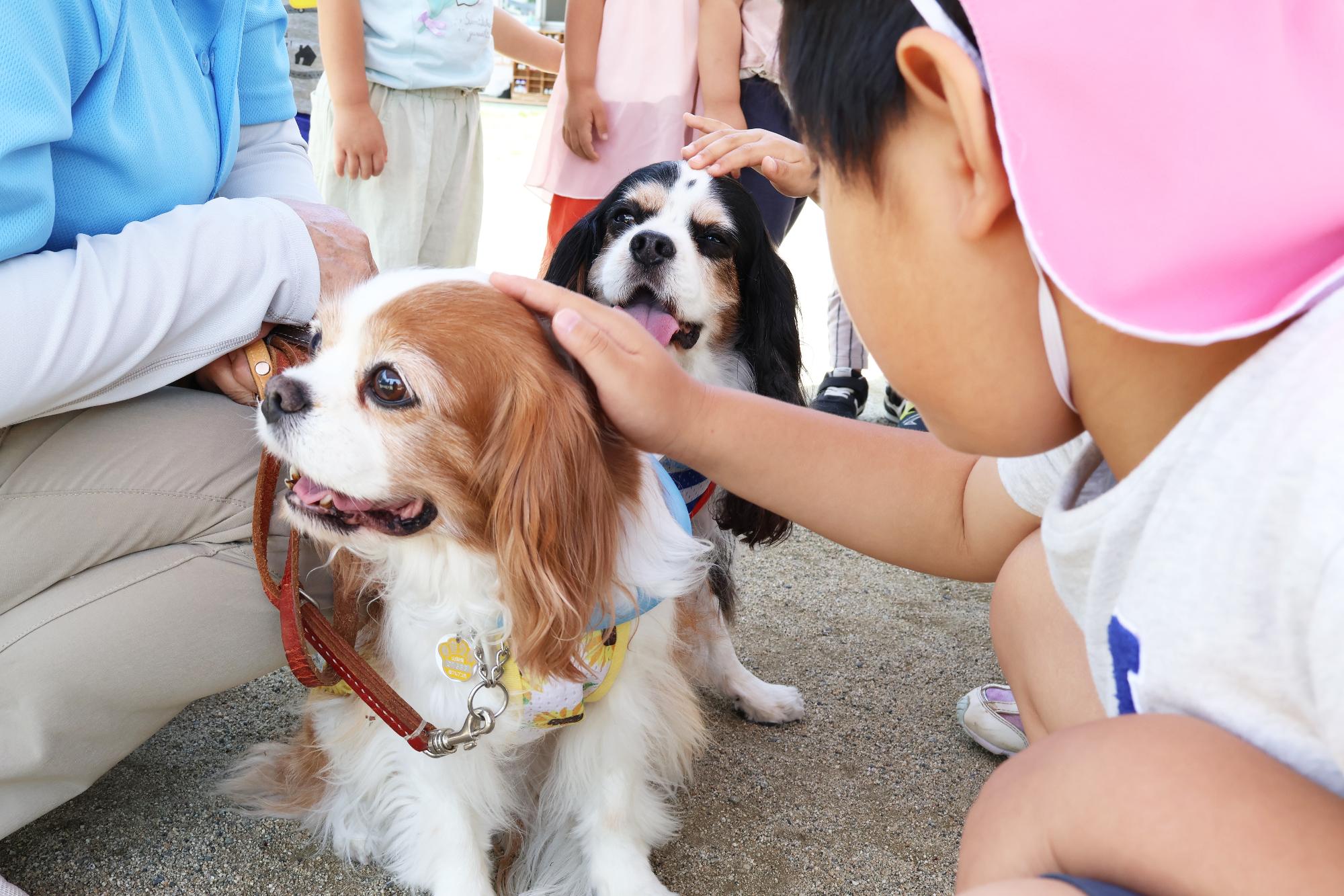 竜王東保育園セラピードッグ