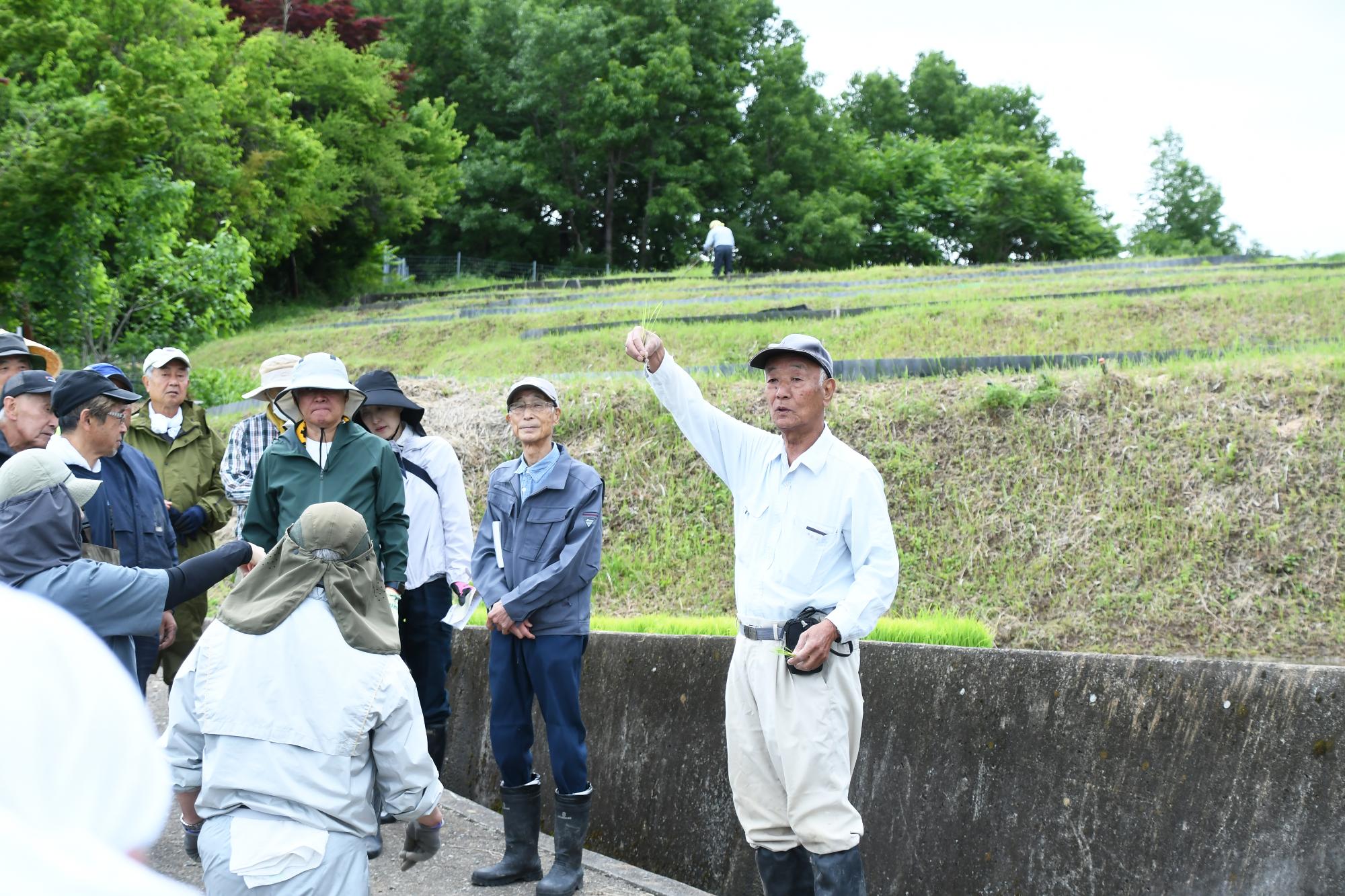 20250531御領棚田の田植え