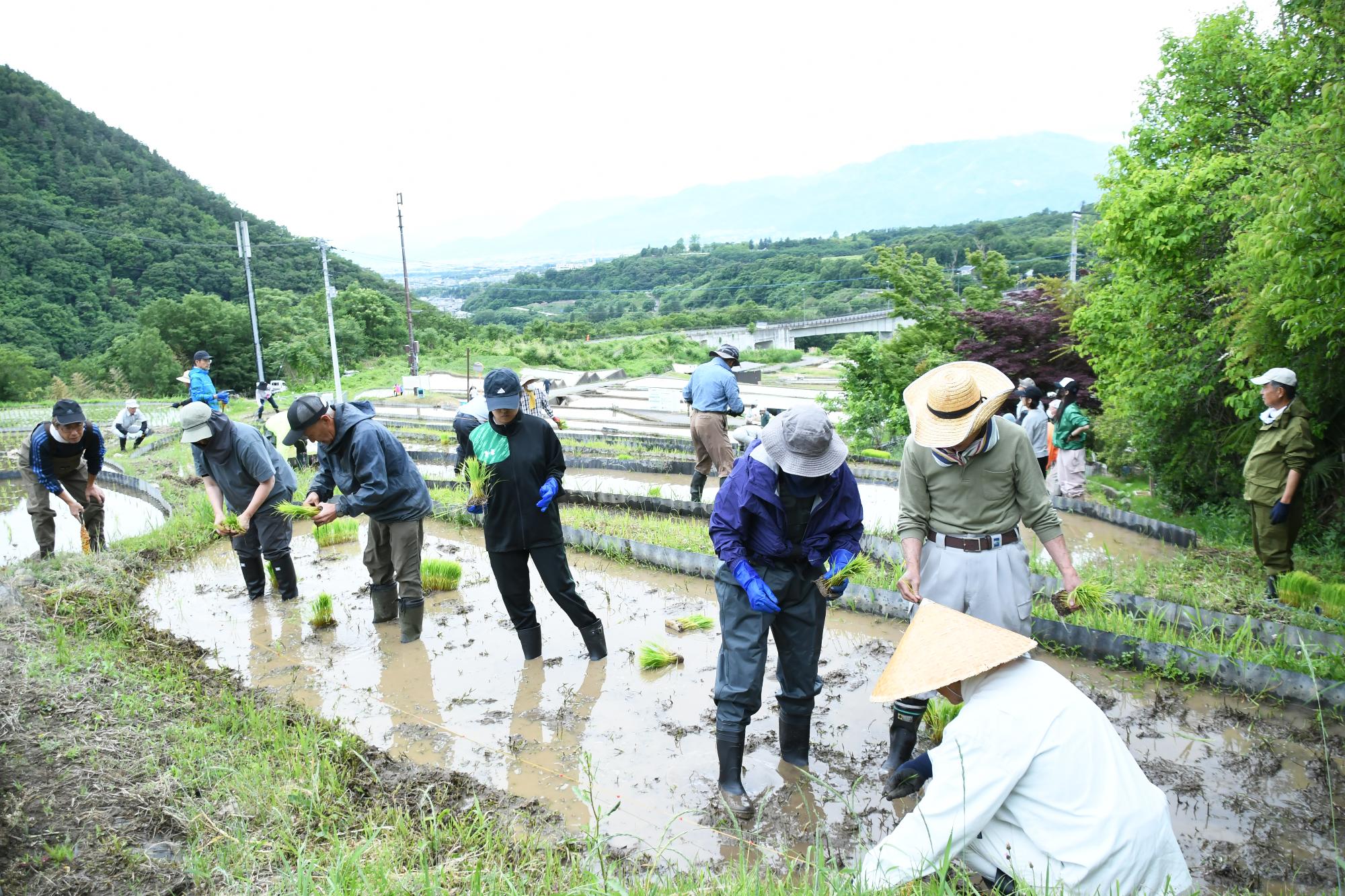 20250531御領棚田の田植え