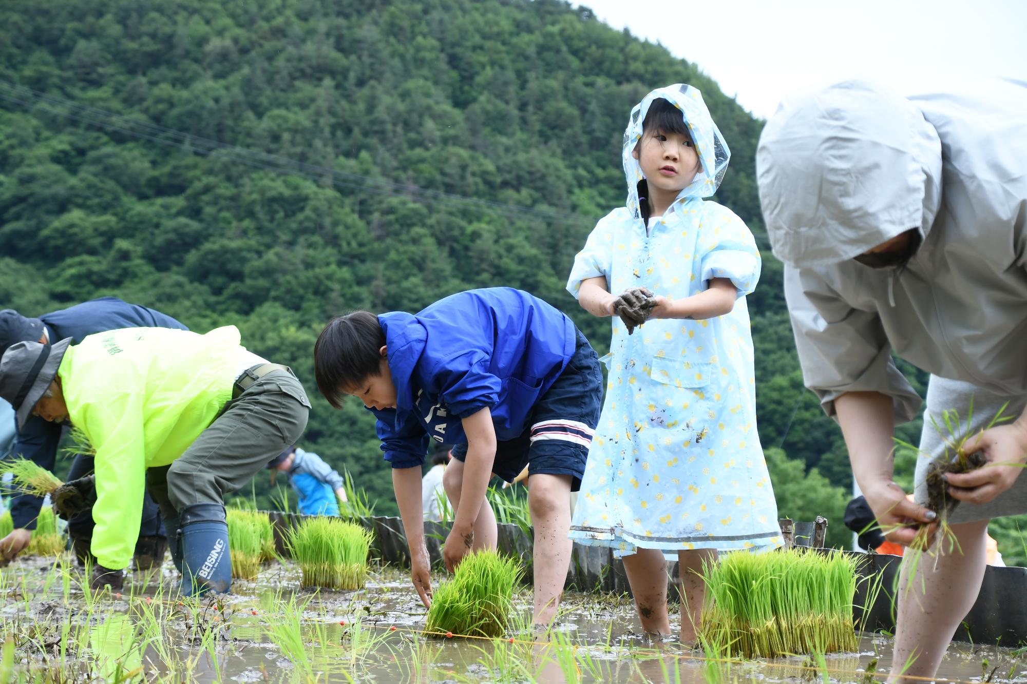 20250531御領棚田の田植え