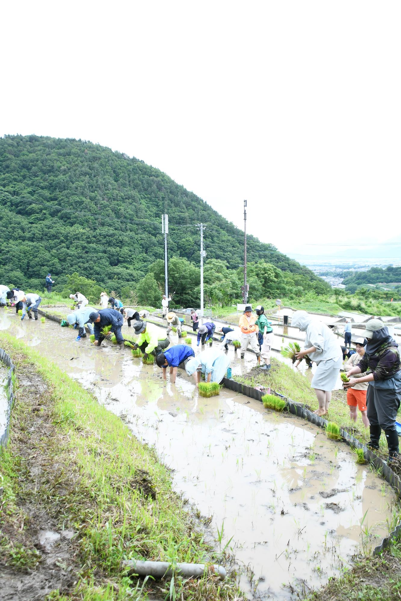 20250531御領棚田の田植え