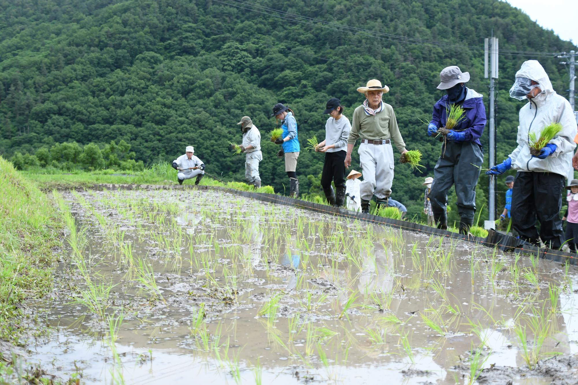 20250531御領棚田の田植え