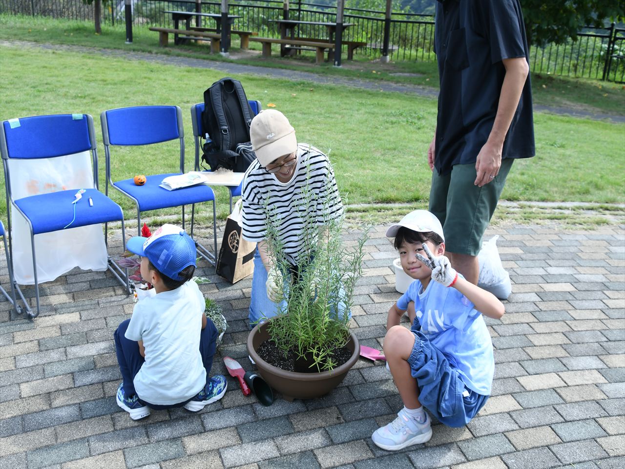 マリーーゴールドの植え付け