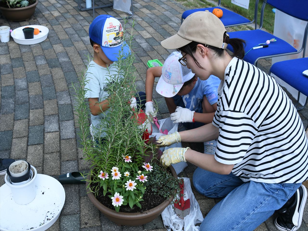 家族で力を合わせて植えます