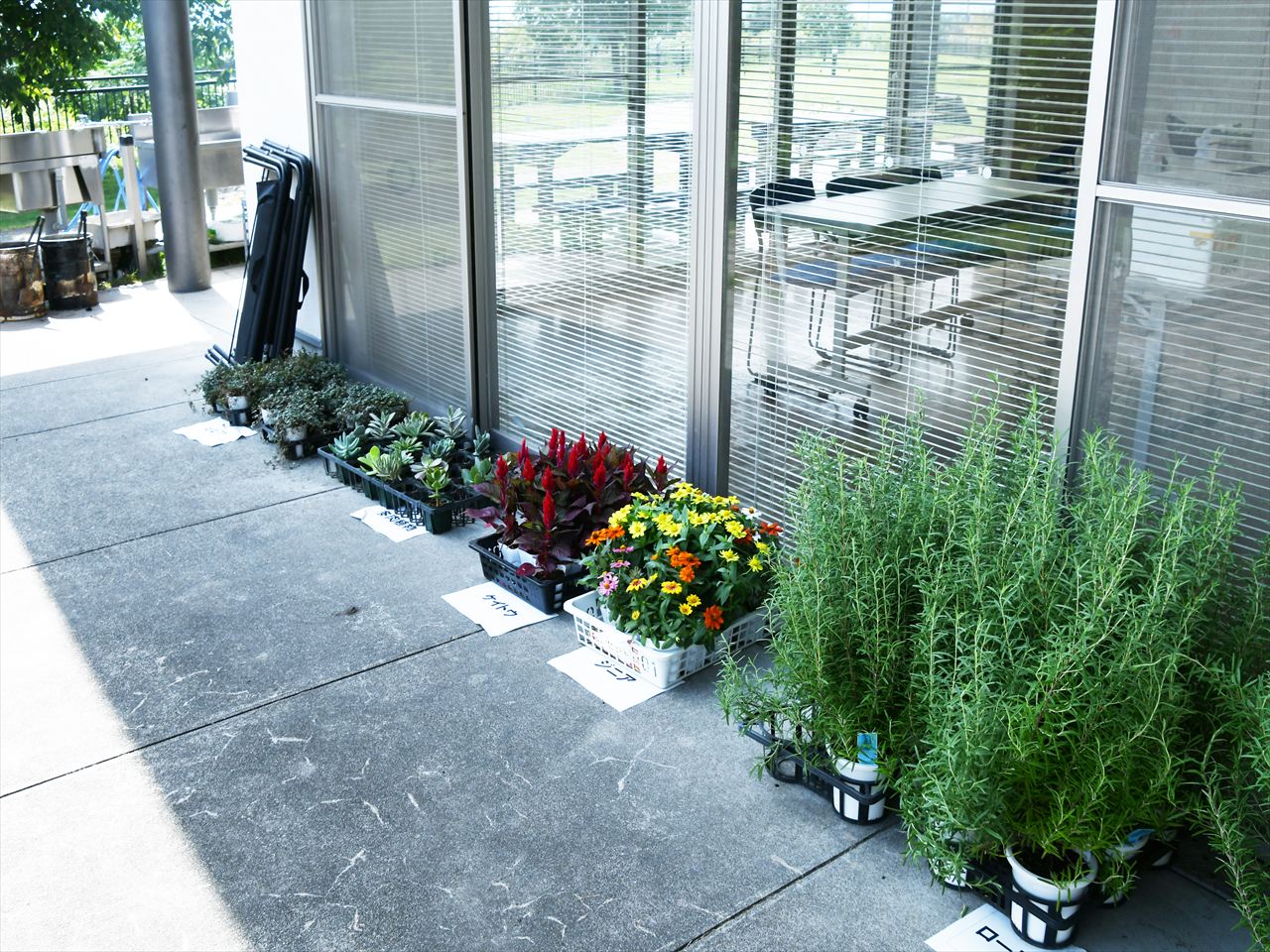今回植えた花