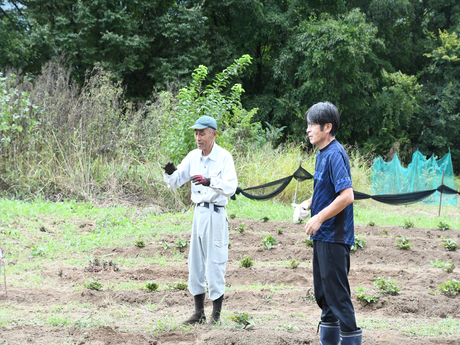 さつまいも掘りの説明