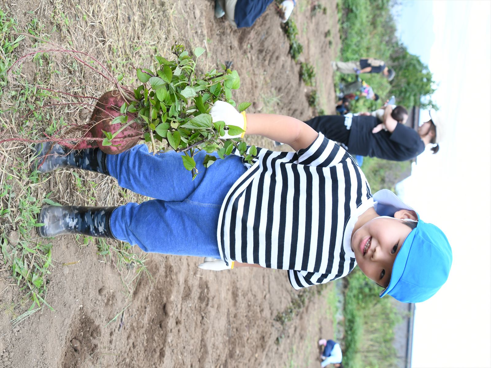 重いおっきい芋