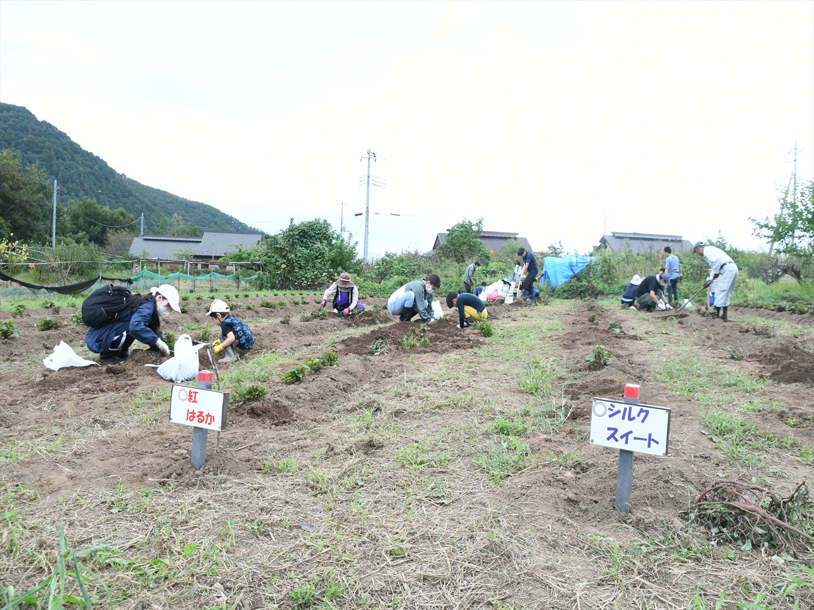 紅春香とシルクスイートの畑
