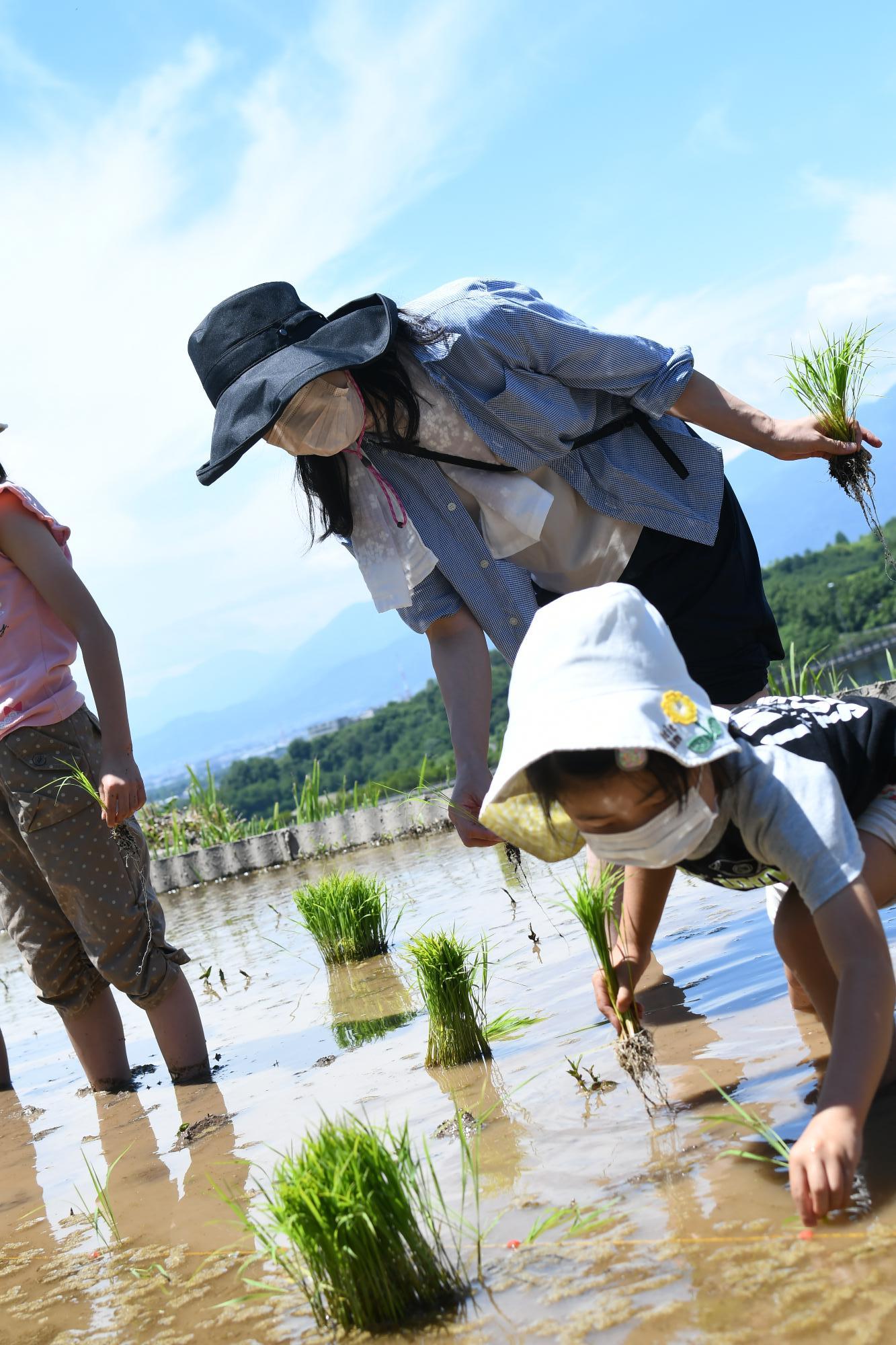 御領棚田田植え