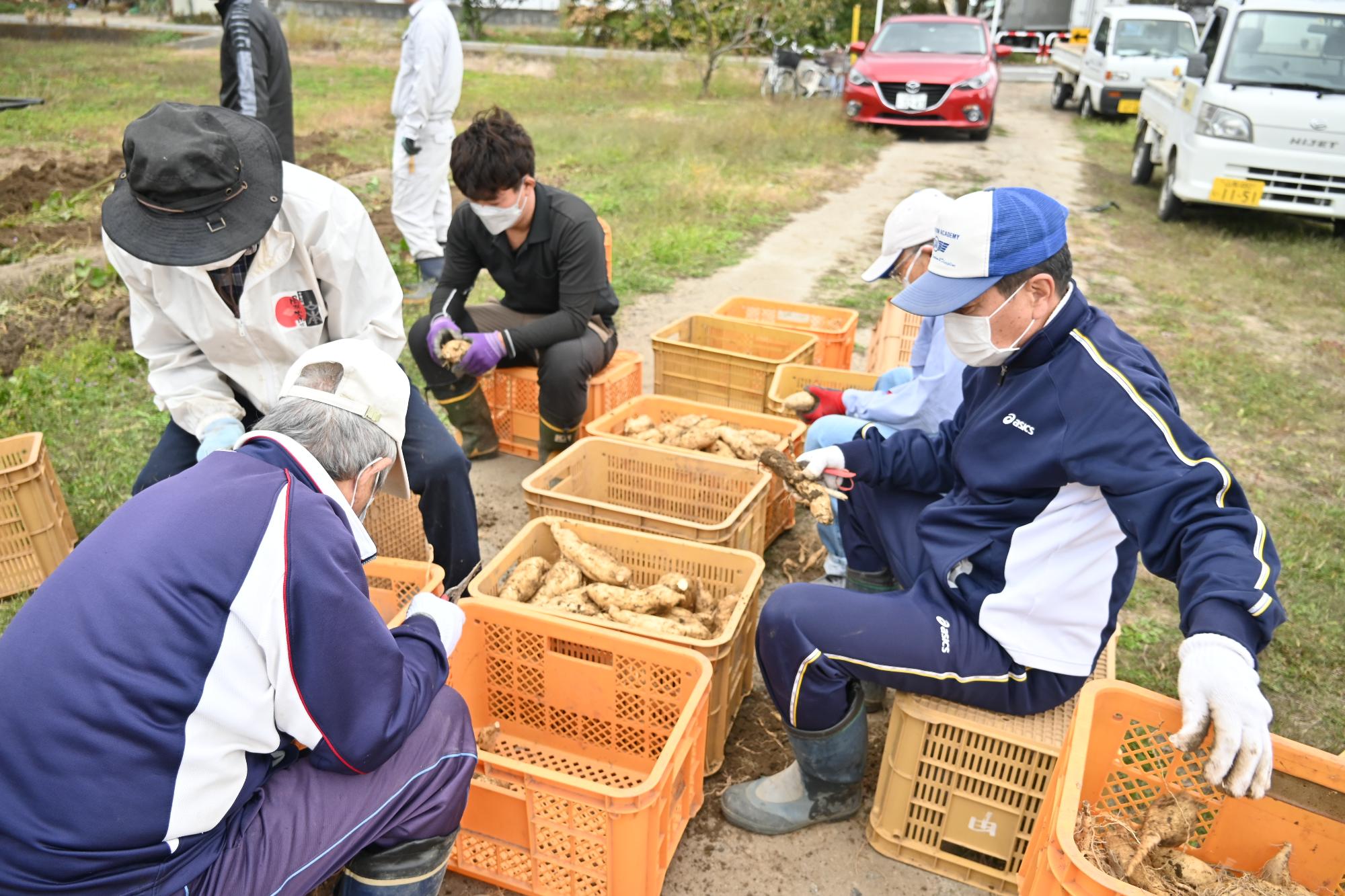 サツマイモ掘り