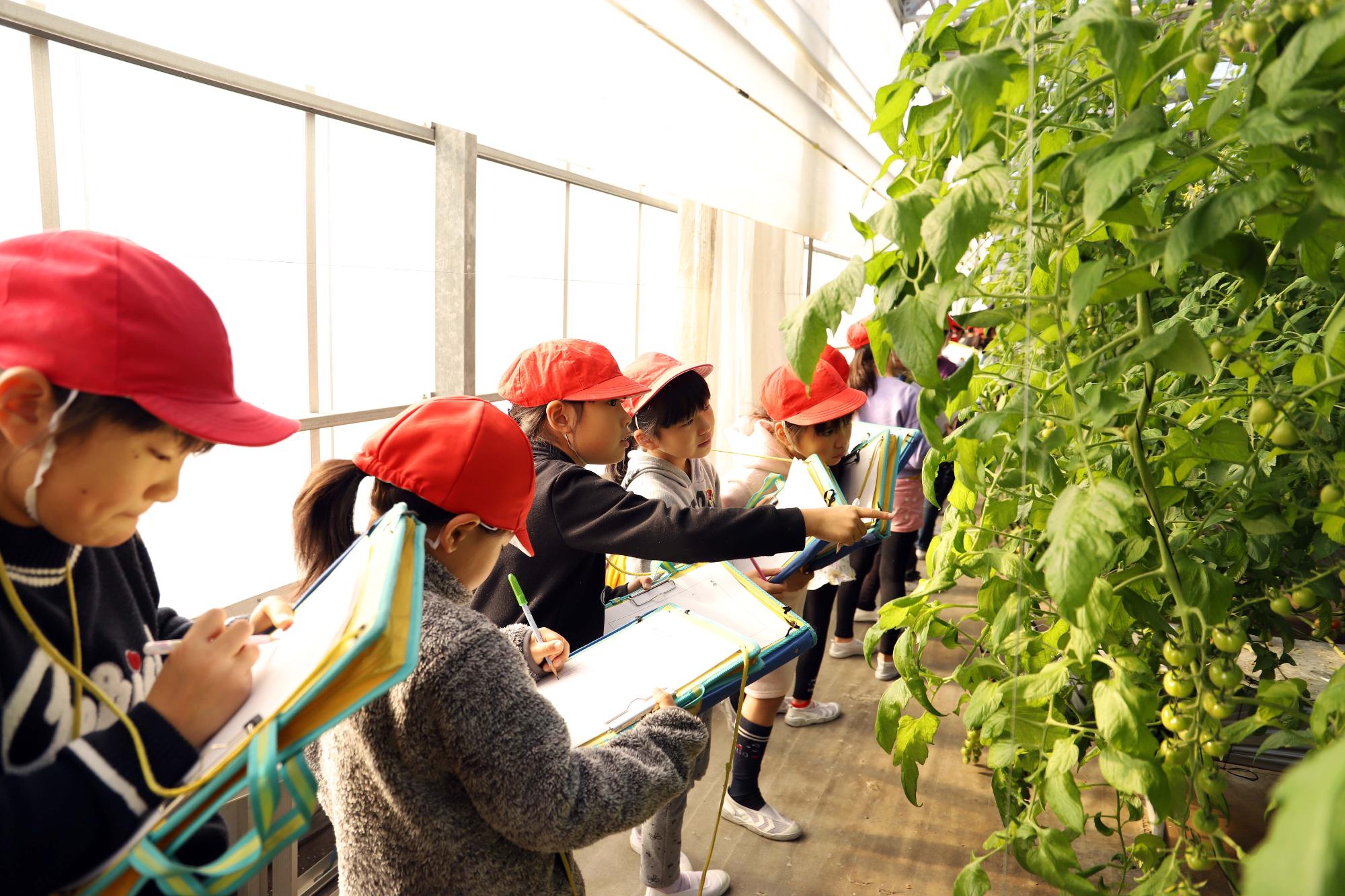 赤坂農場で赤坂とまとの校外学習