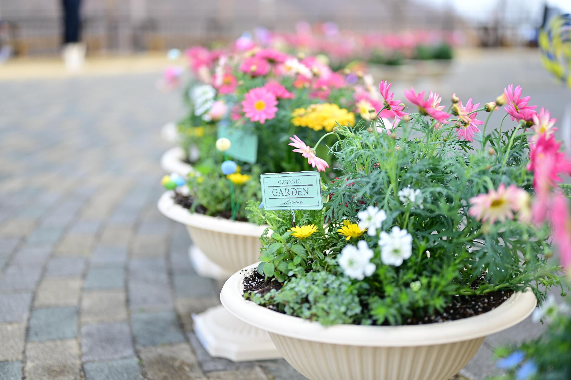 親子ふれ愛寄せ植え教室