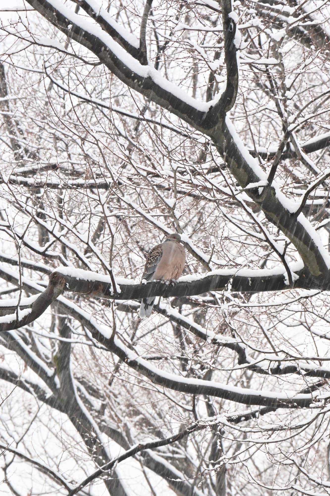 甲斐市初雪