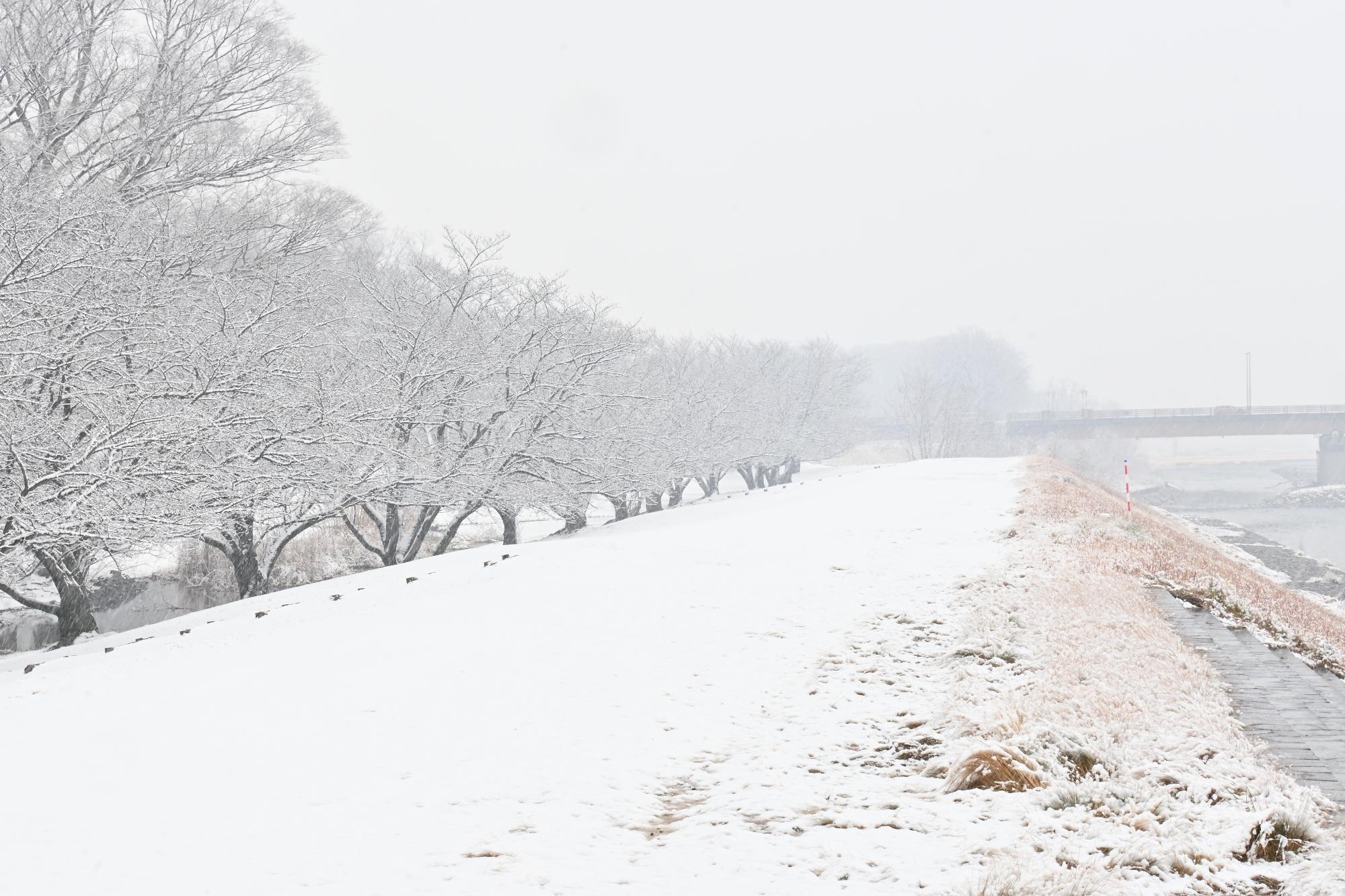 甲斐市初雪