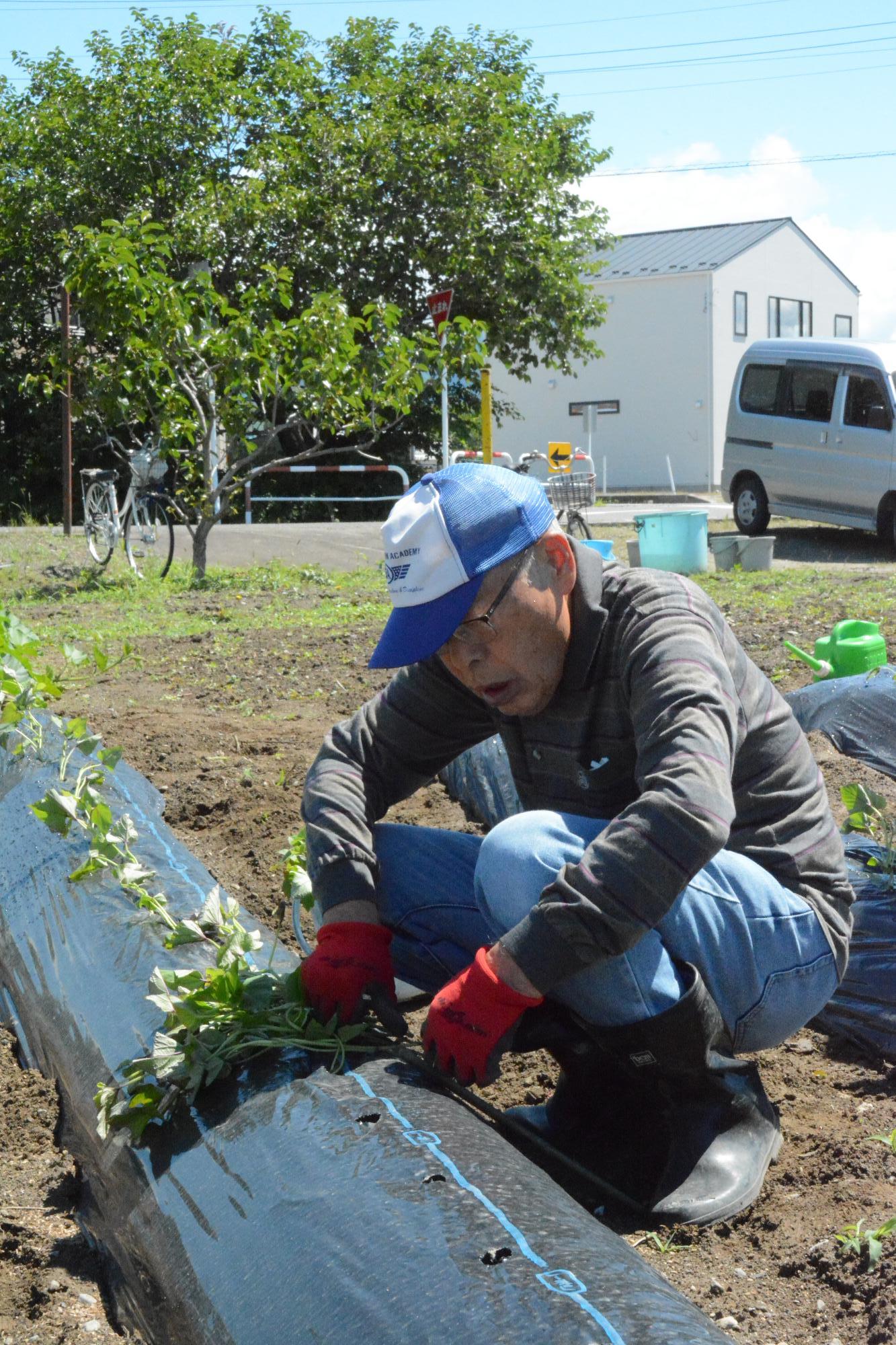 平成会さつまいも植え付け