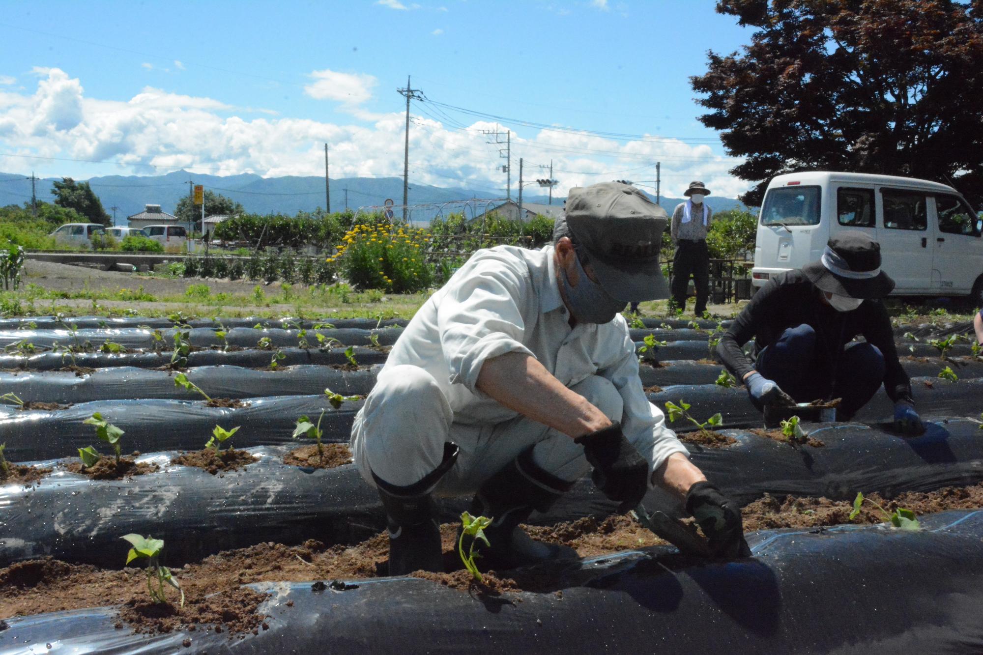 平成会さつまいも植え付け