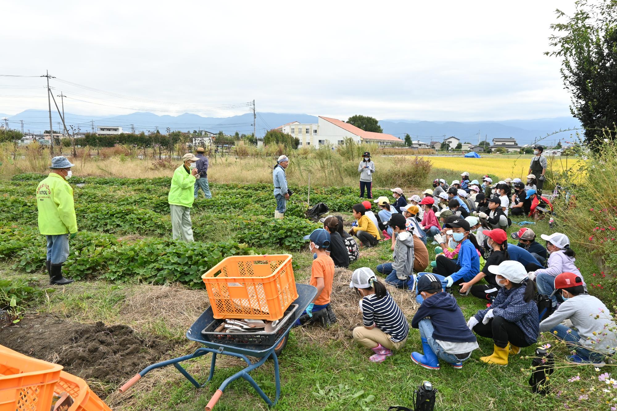 竜王西小学校さつまいも掘り