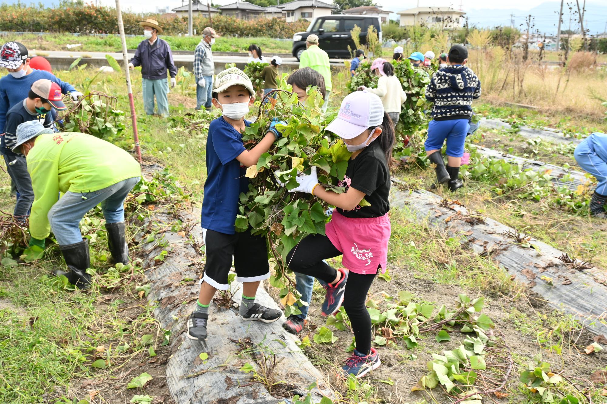 竜王西小学校さつまいも掘り