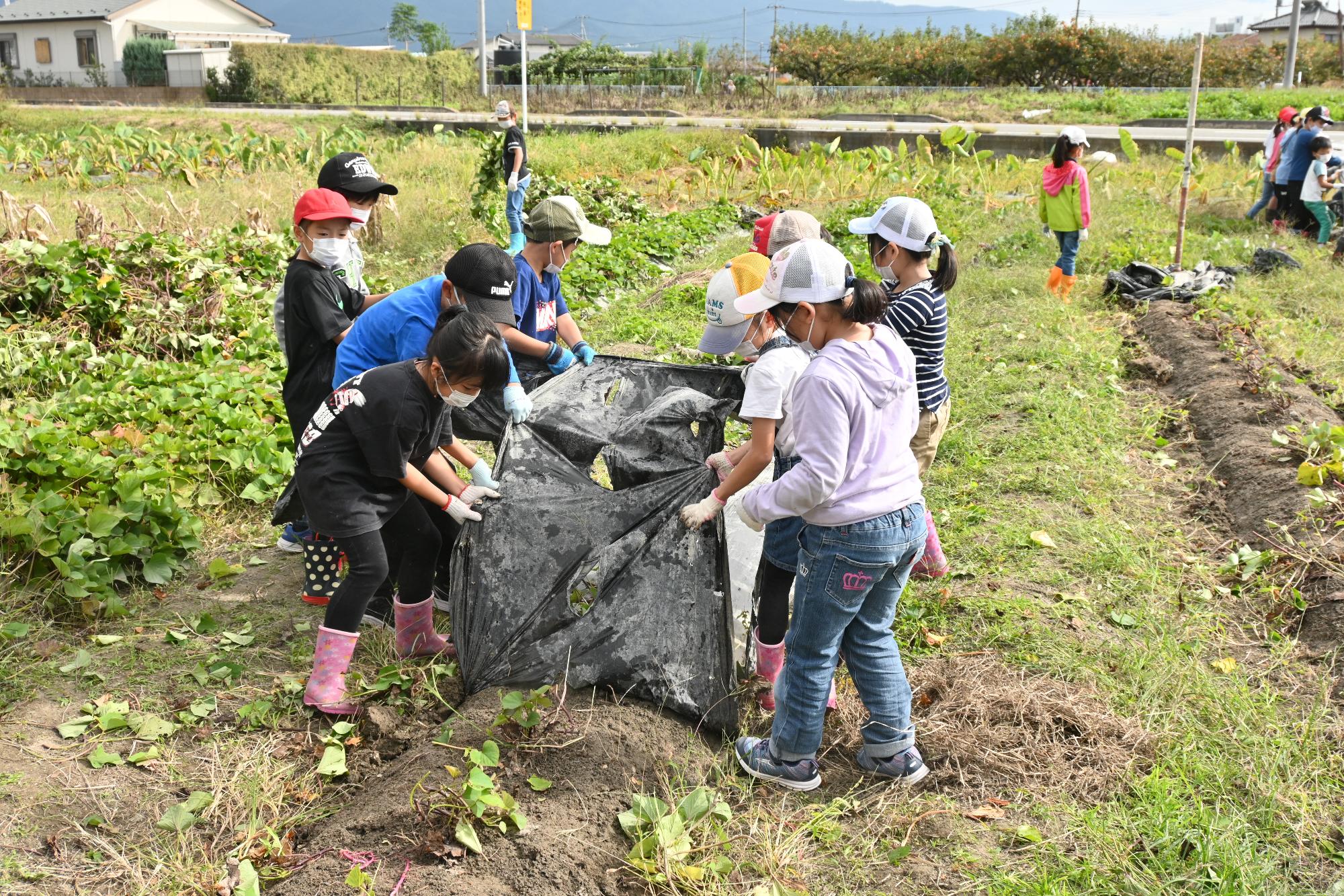 竜王西小学校さつまいも掘り