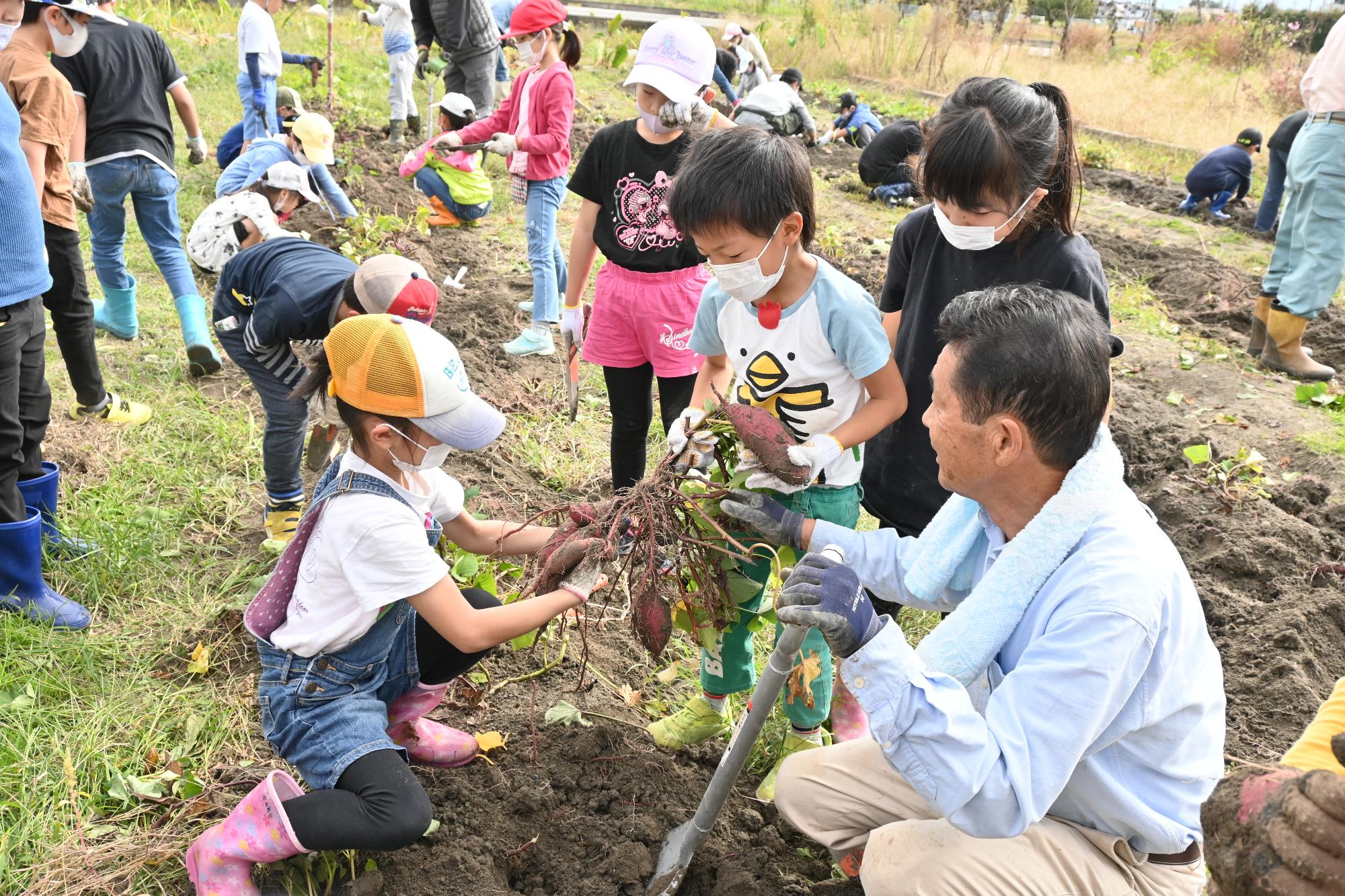 竜王西小学校さつまいも掘り