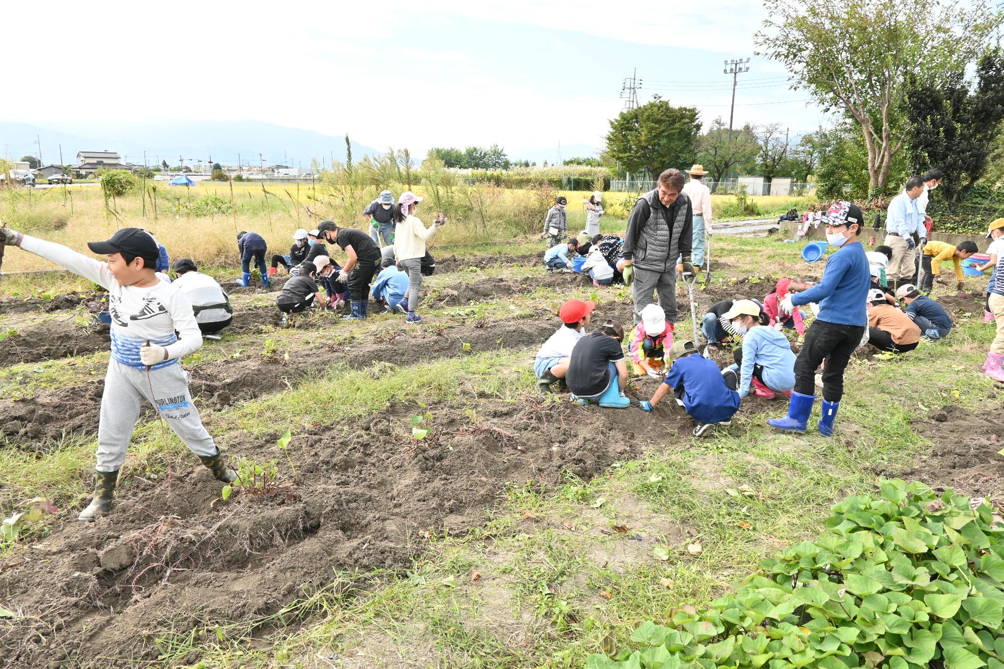 竜王西小学校さつまいも掘り