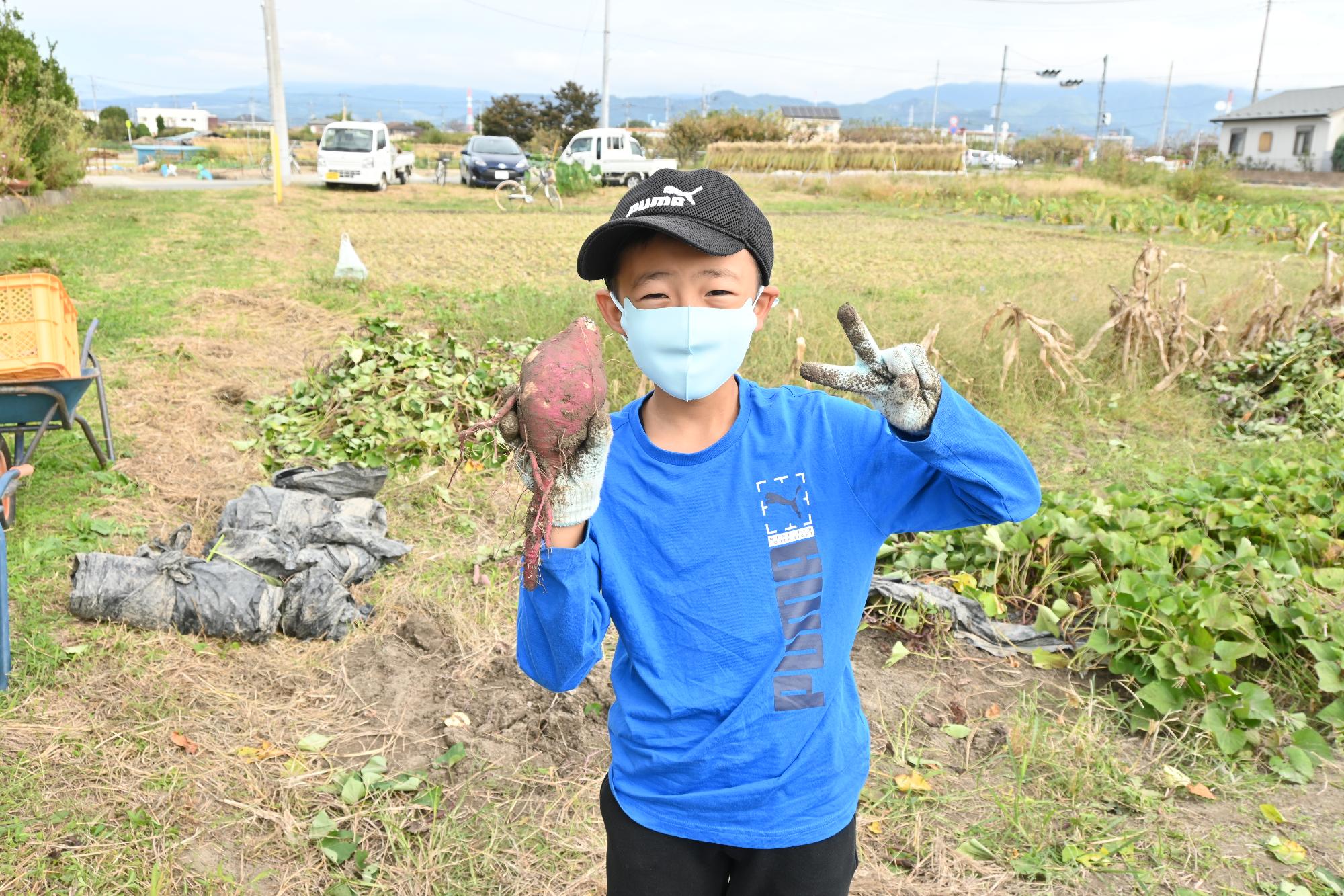 竜王西小学校さつまいも掘り