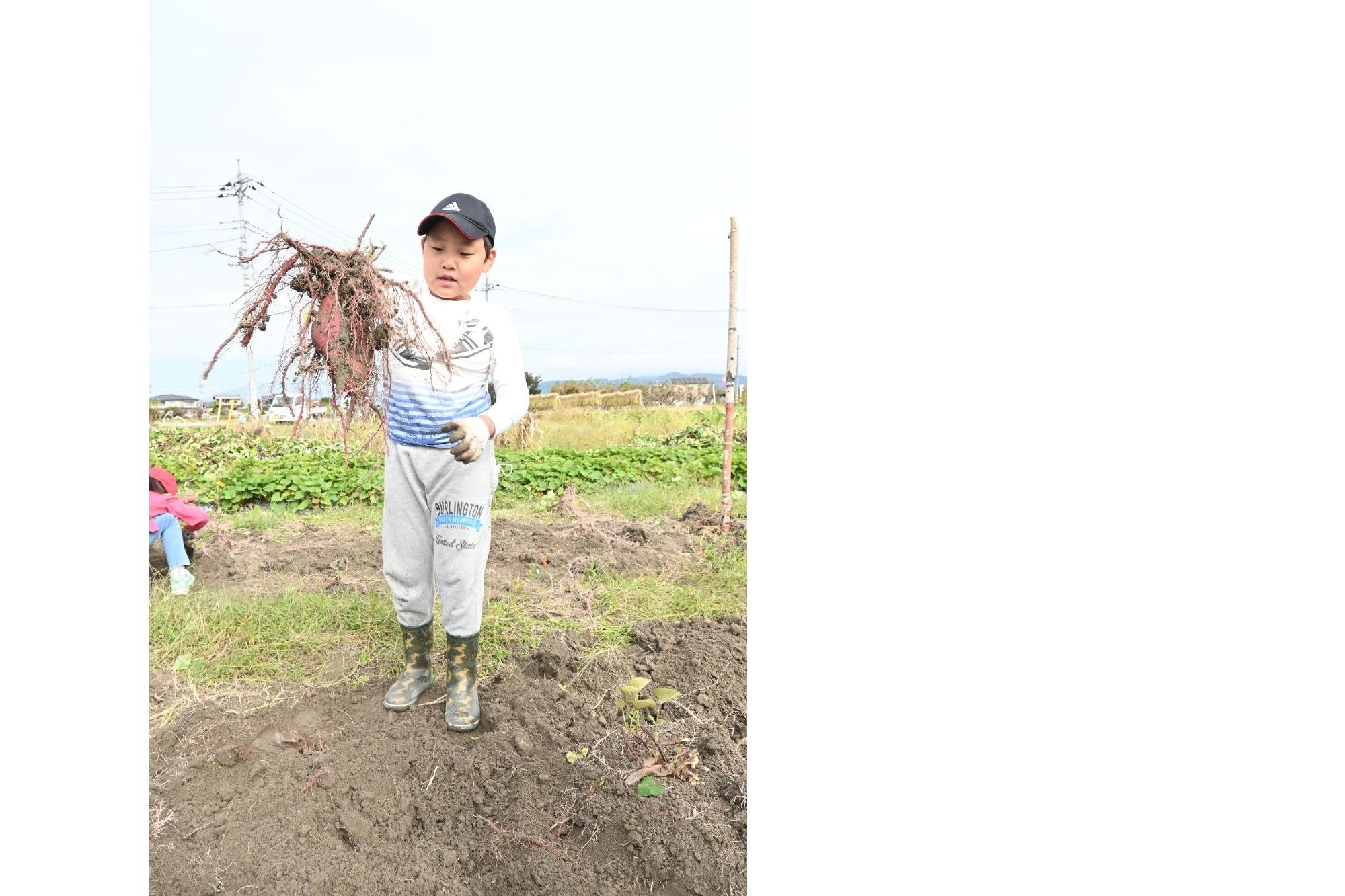 竜王西小学校さつまいも掘り