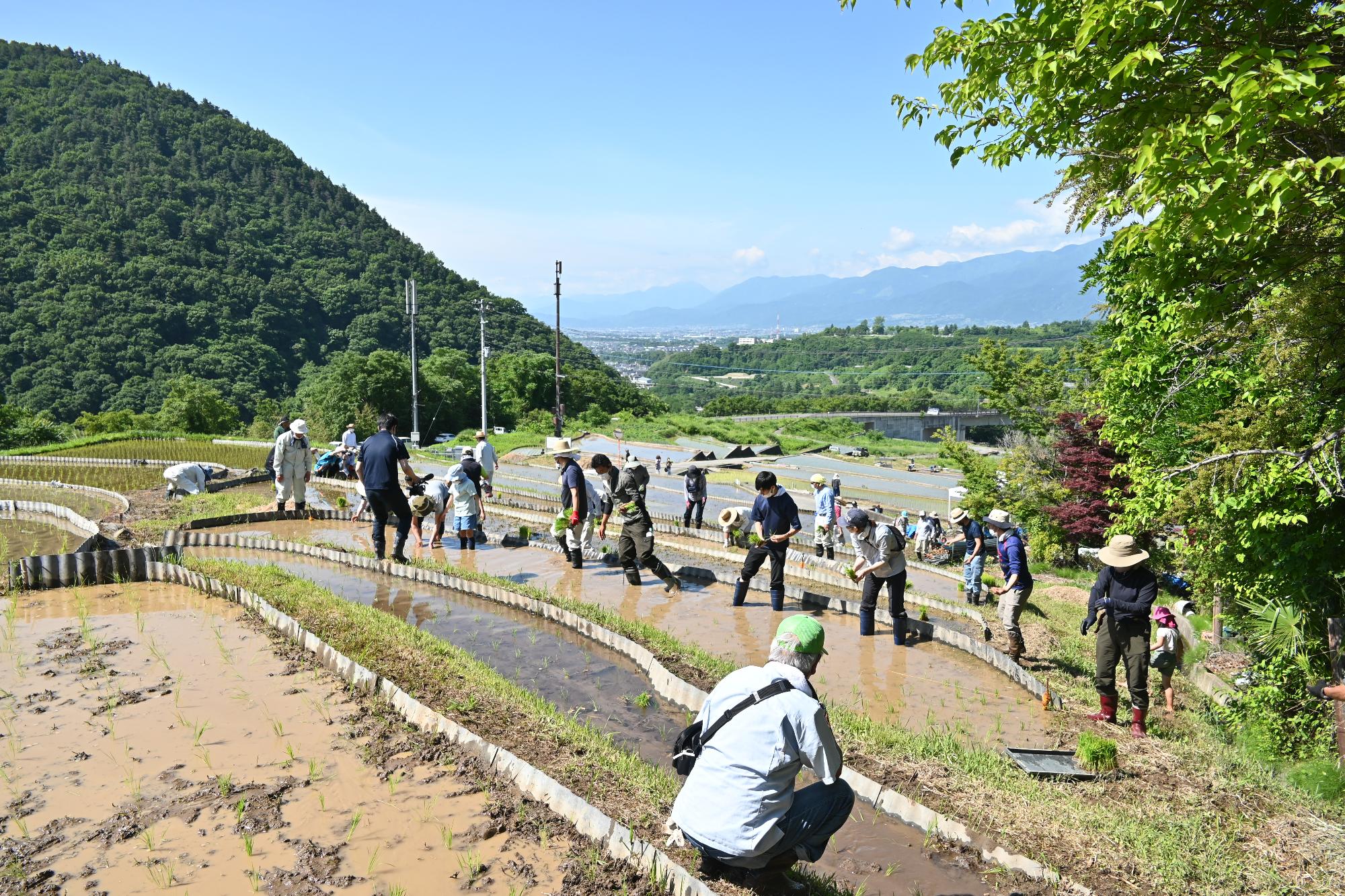 御領棚田田植え