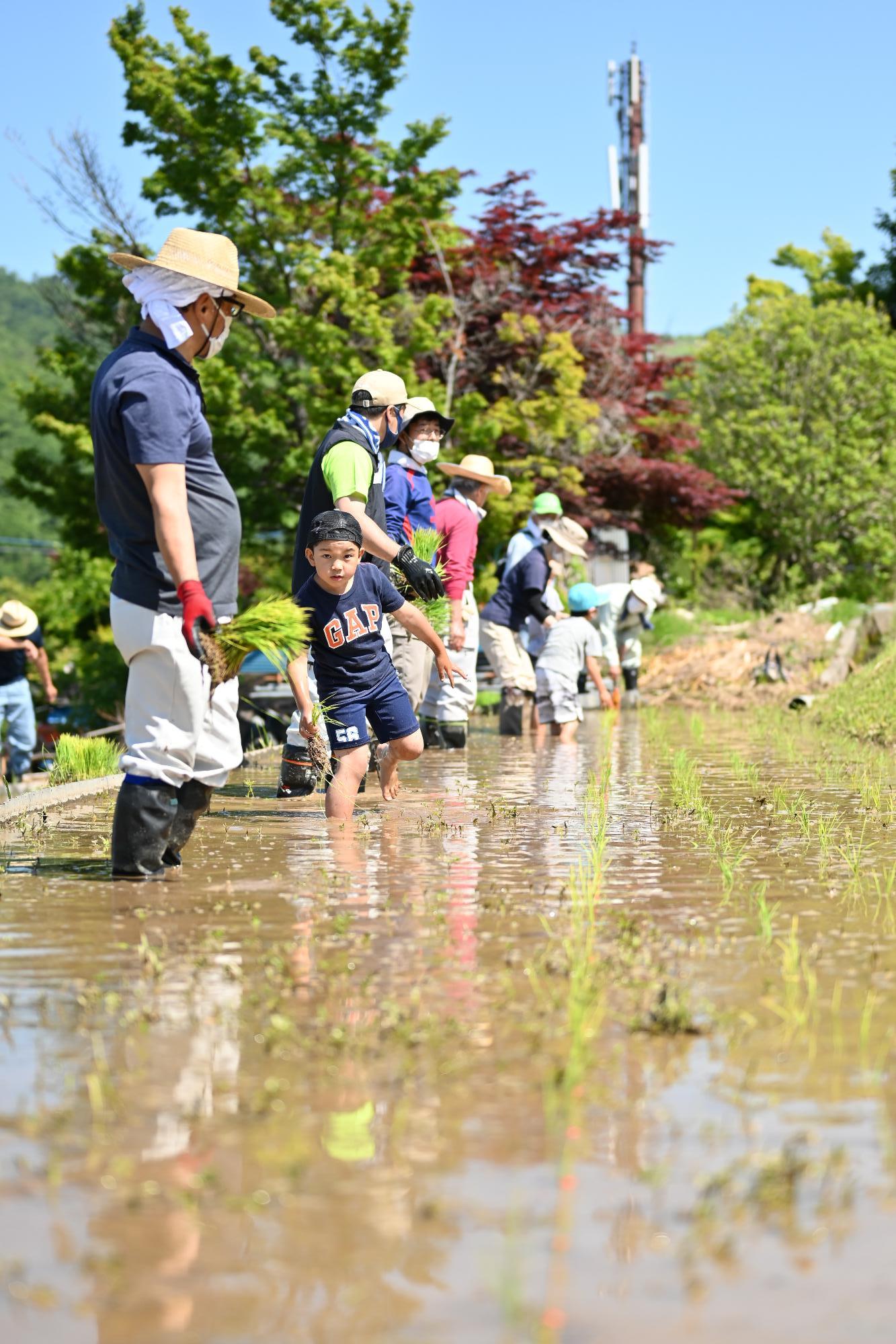 御領棚田田植え