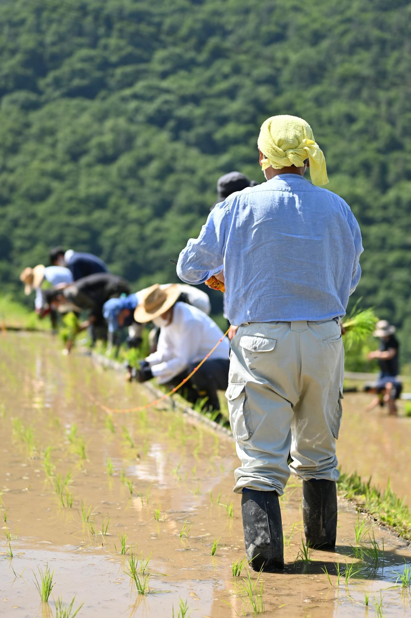 御領棚田田植え