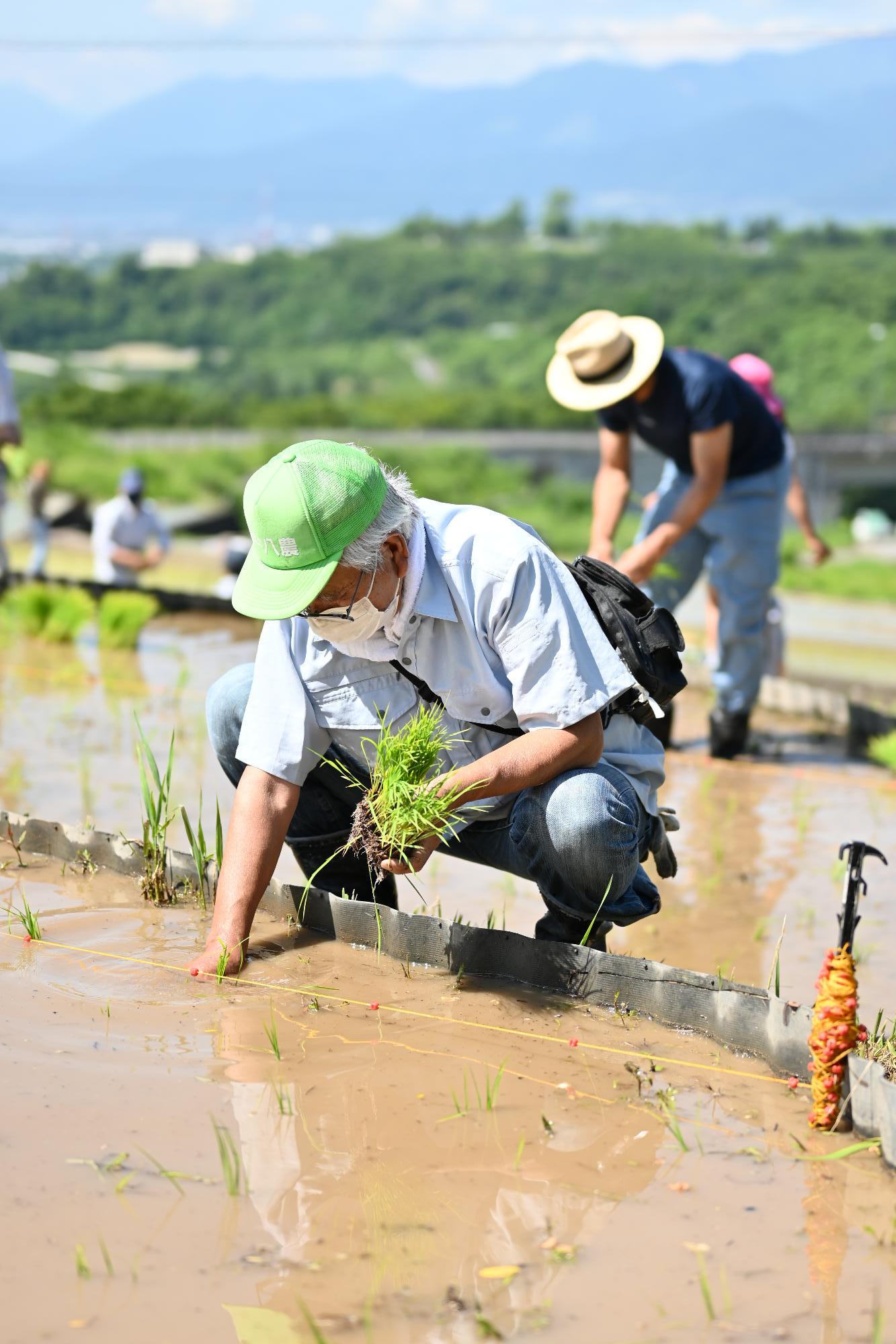 御領棚田田植え