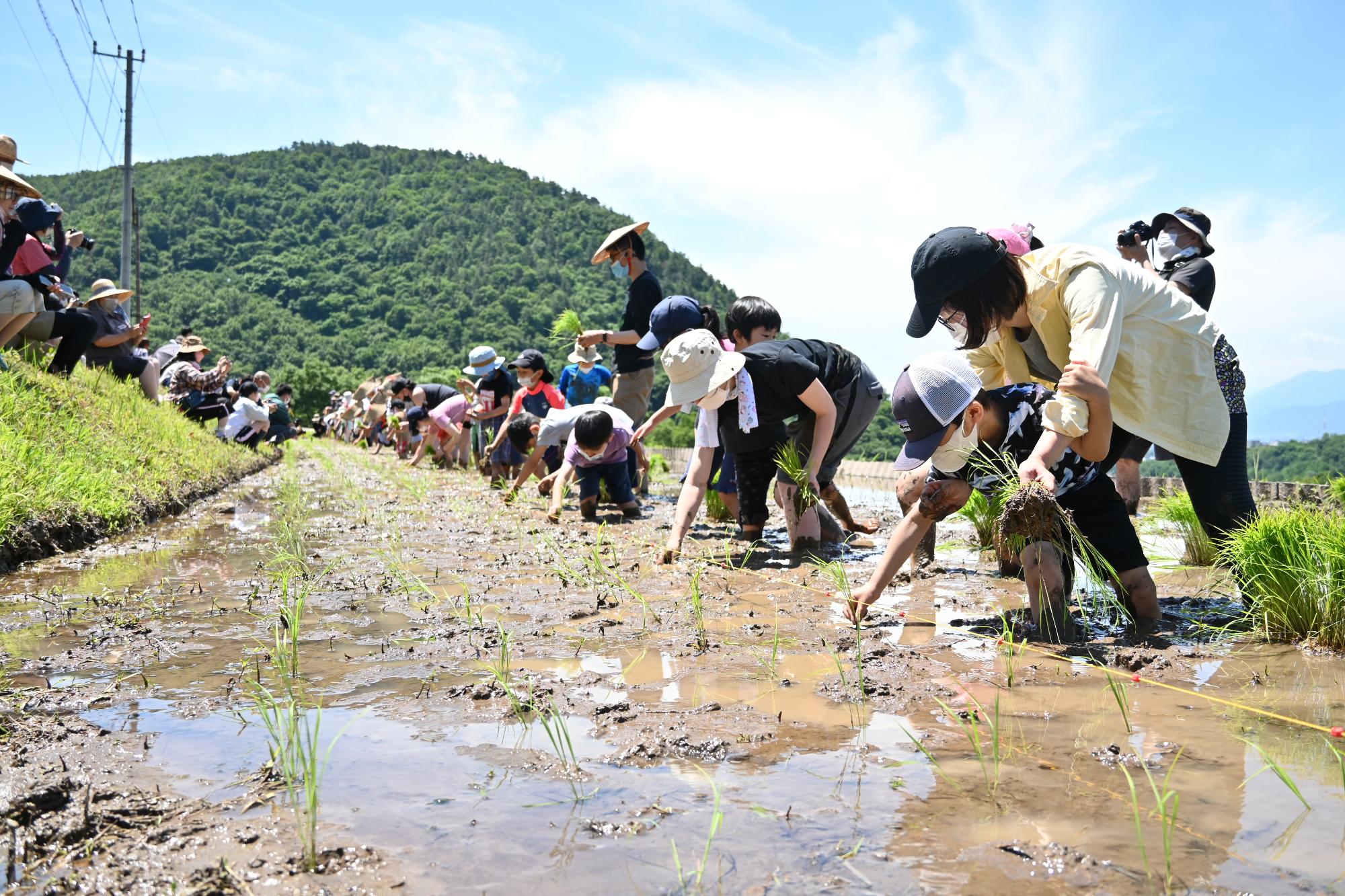 御領棚田田植え