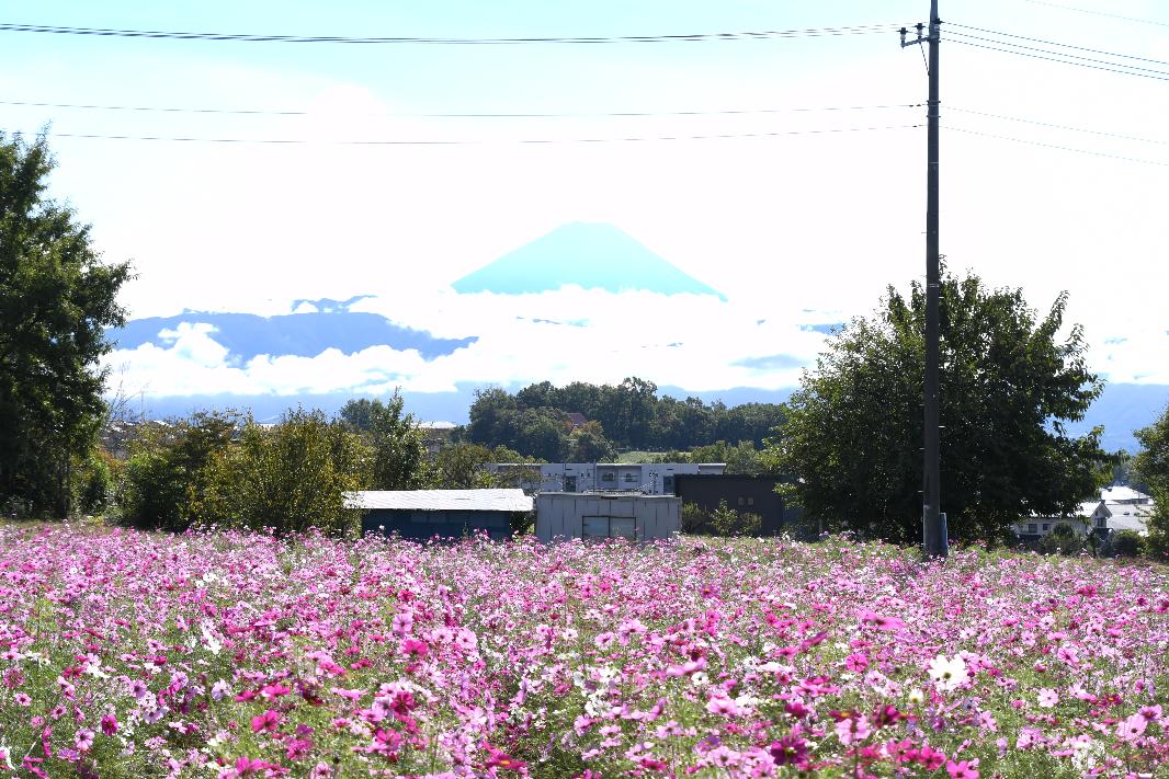 岩森のコスモス畑（令和6年10月撮影）