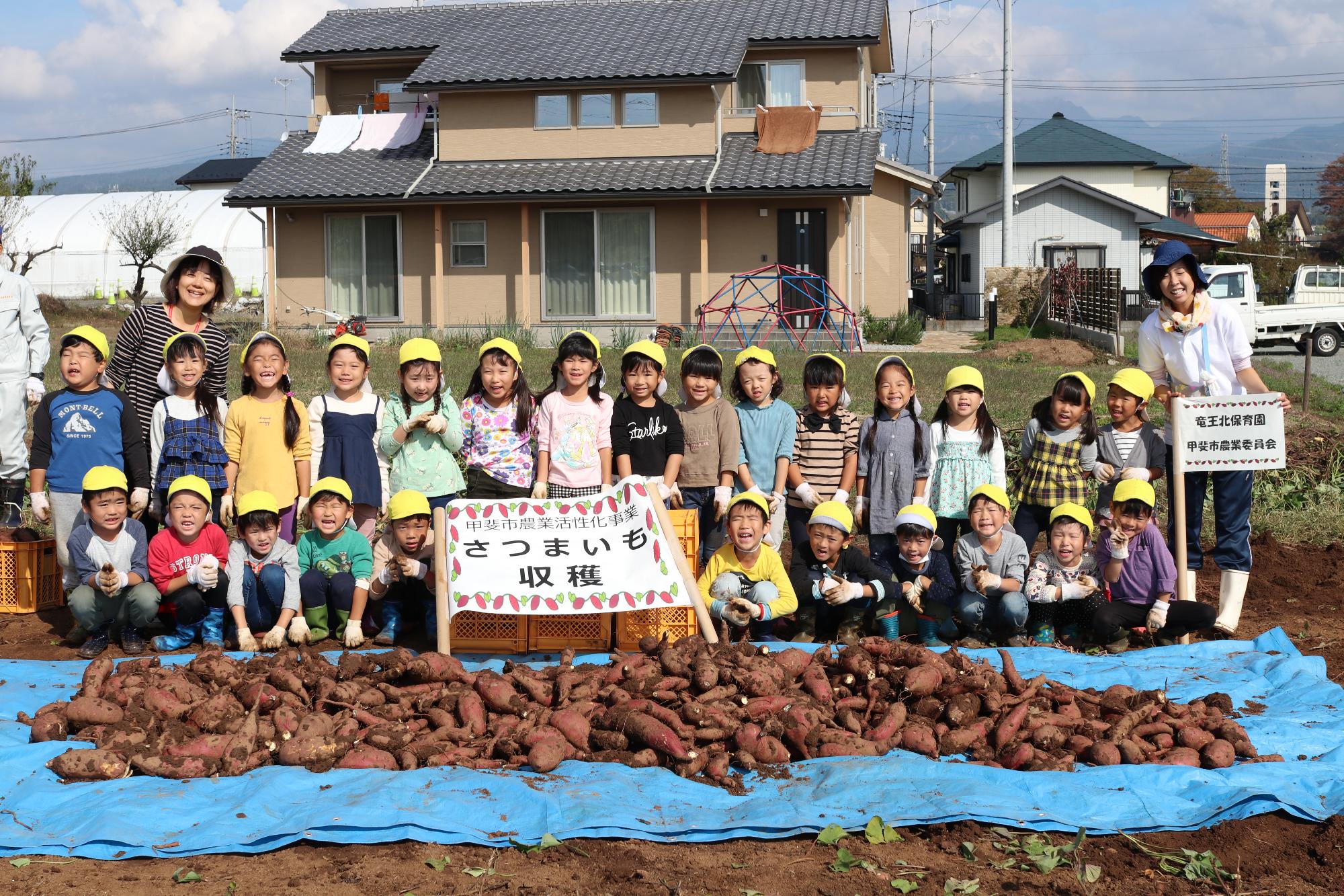 赤坂圃場さつまいも掘り