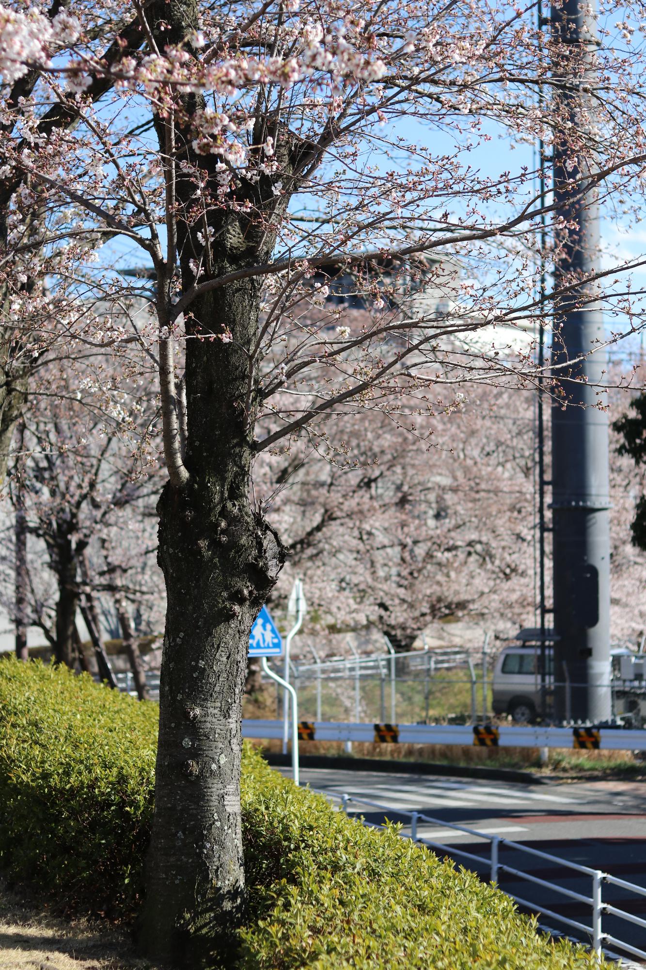 敷島カルチャーパークの桜2