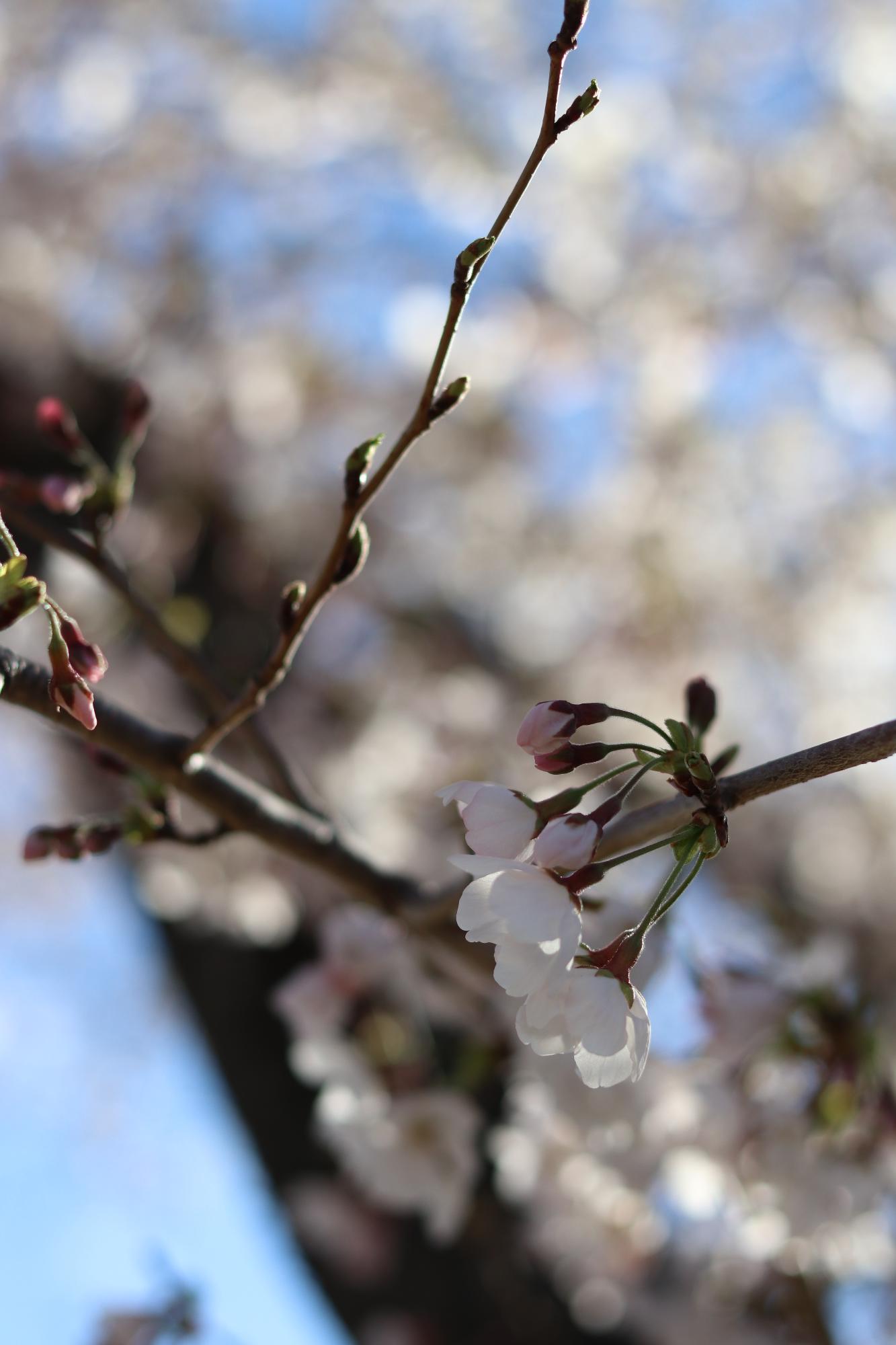 島上条公園の桜3