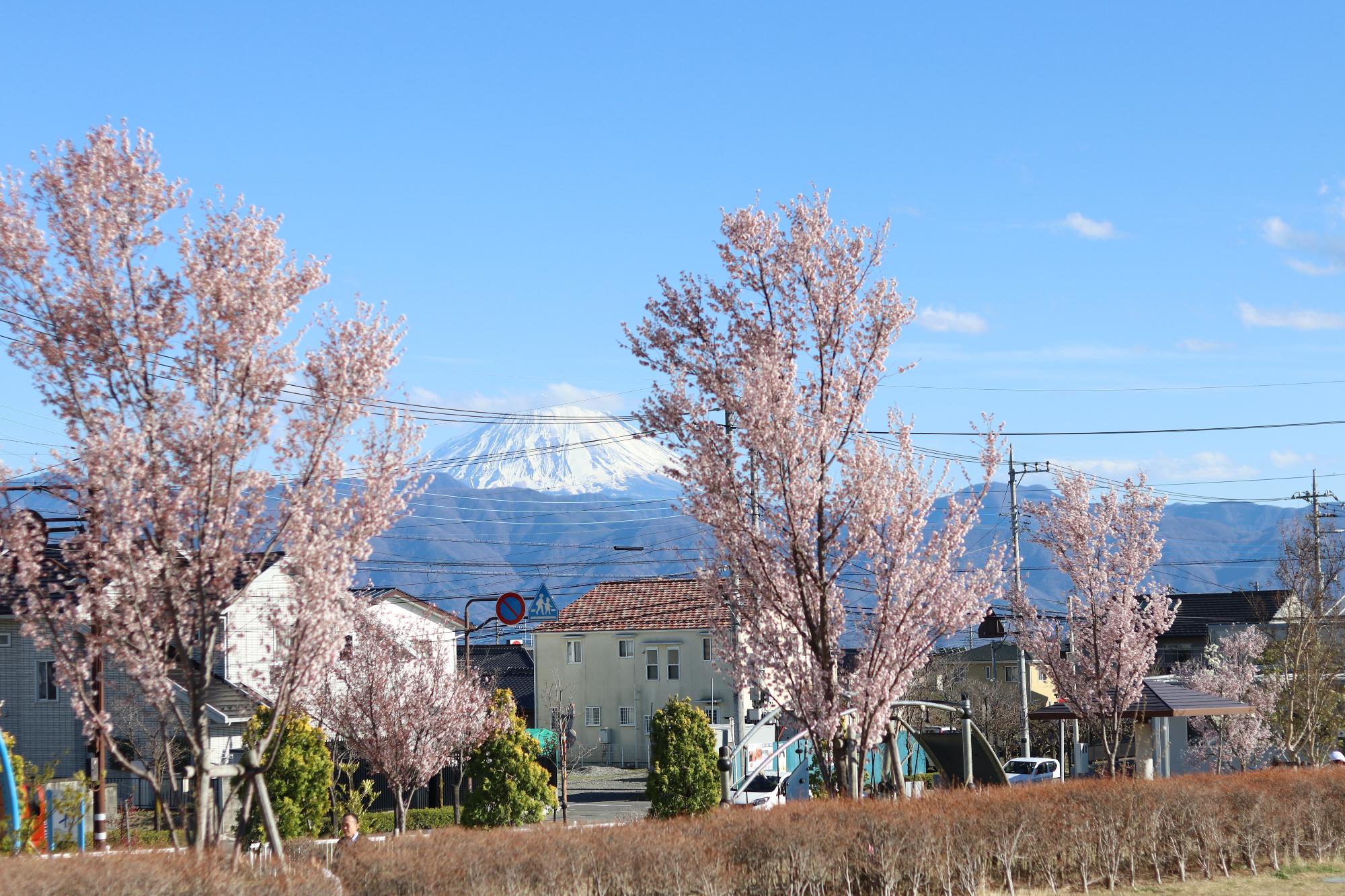 島上条公園の桜1