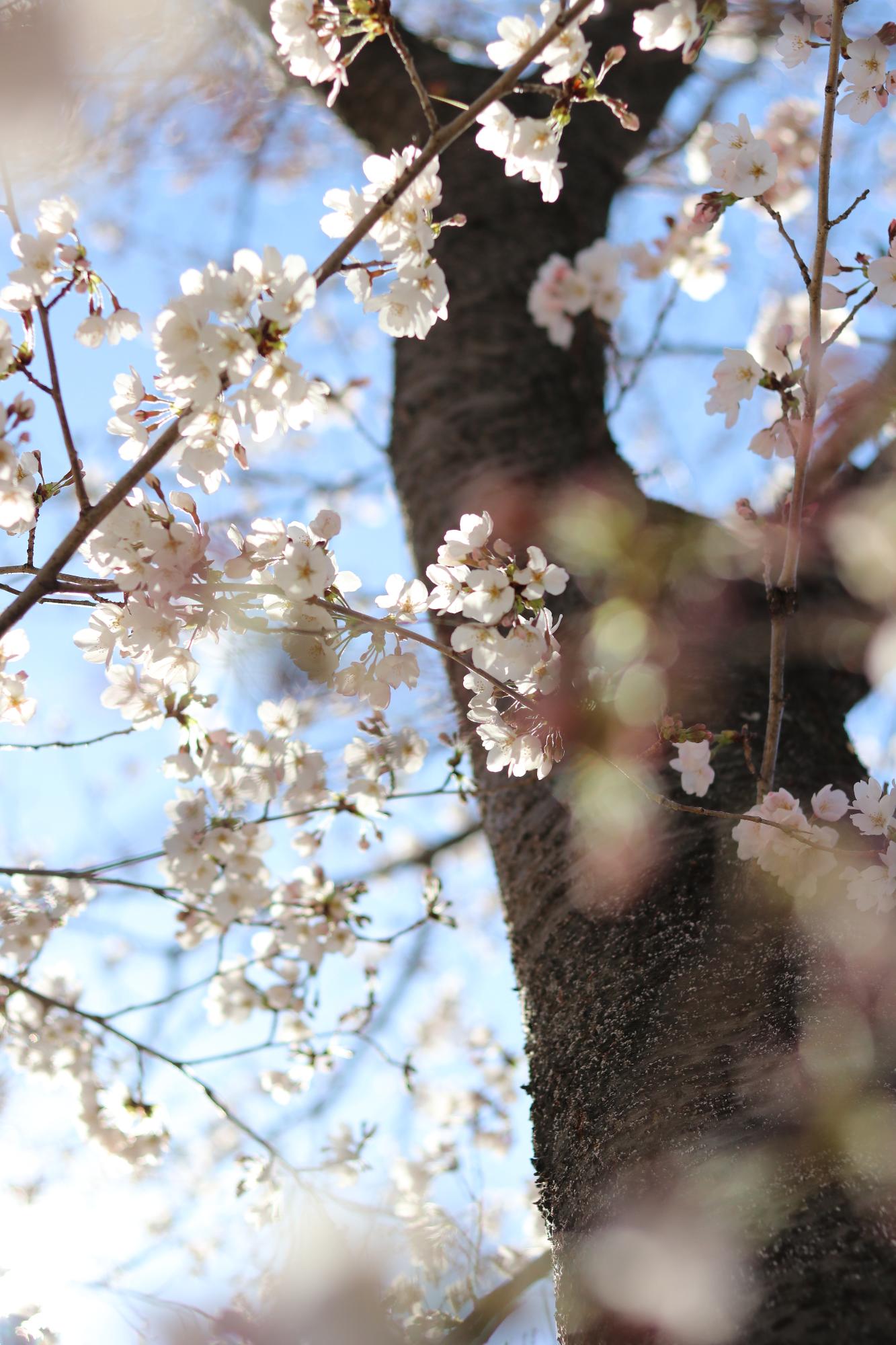 島上条公園の桜2